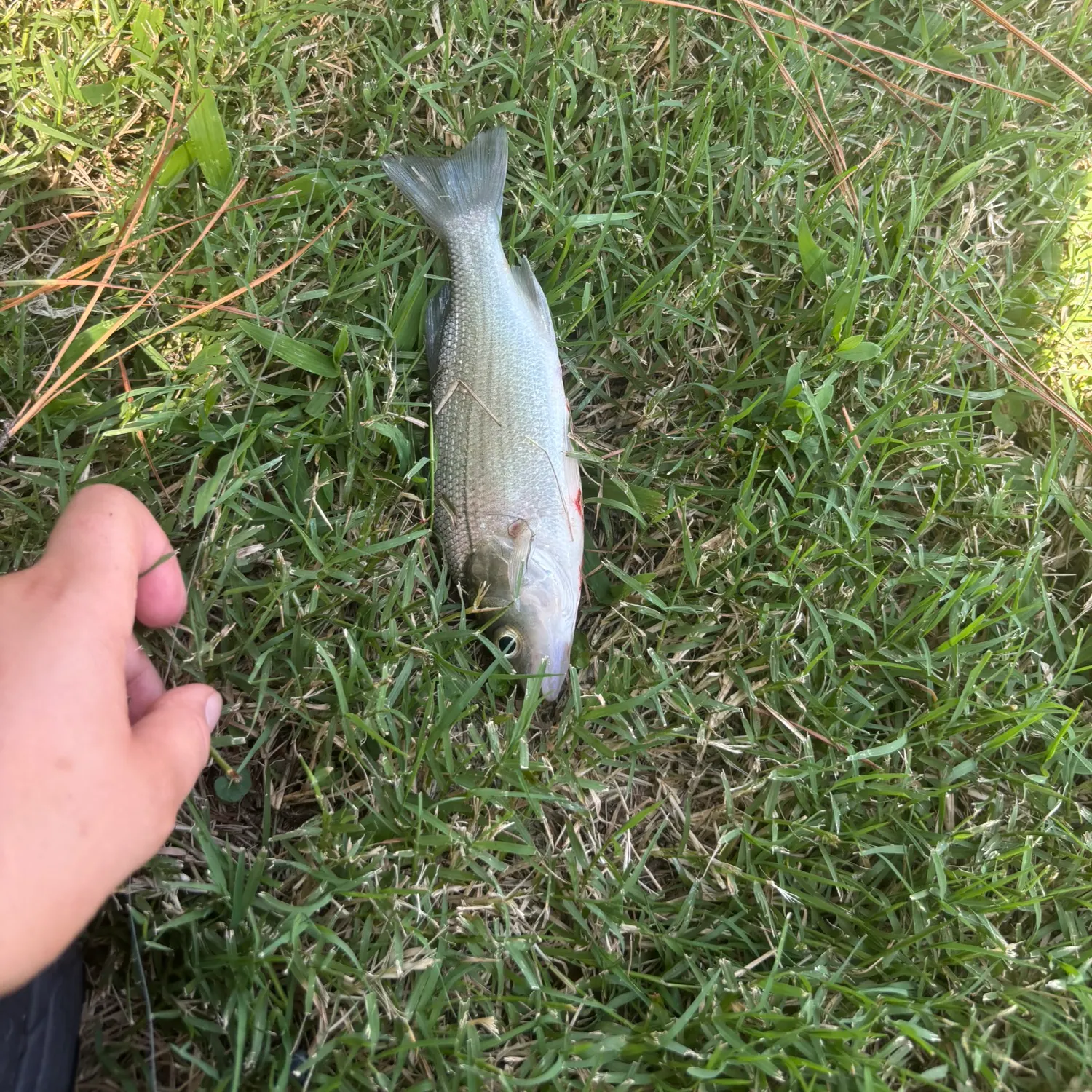 White perch caught on Fishbrain