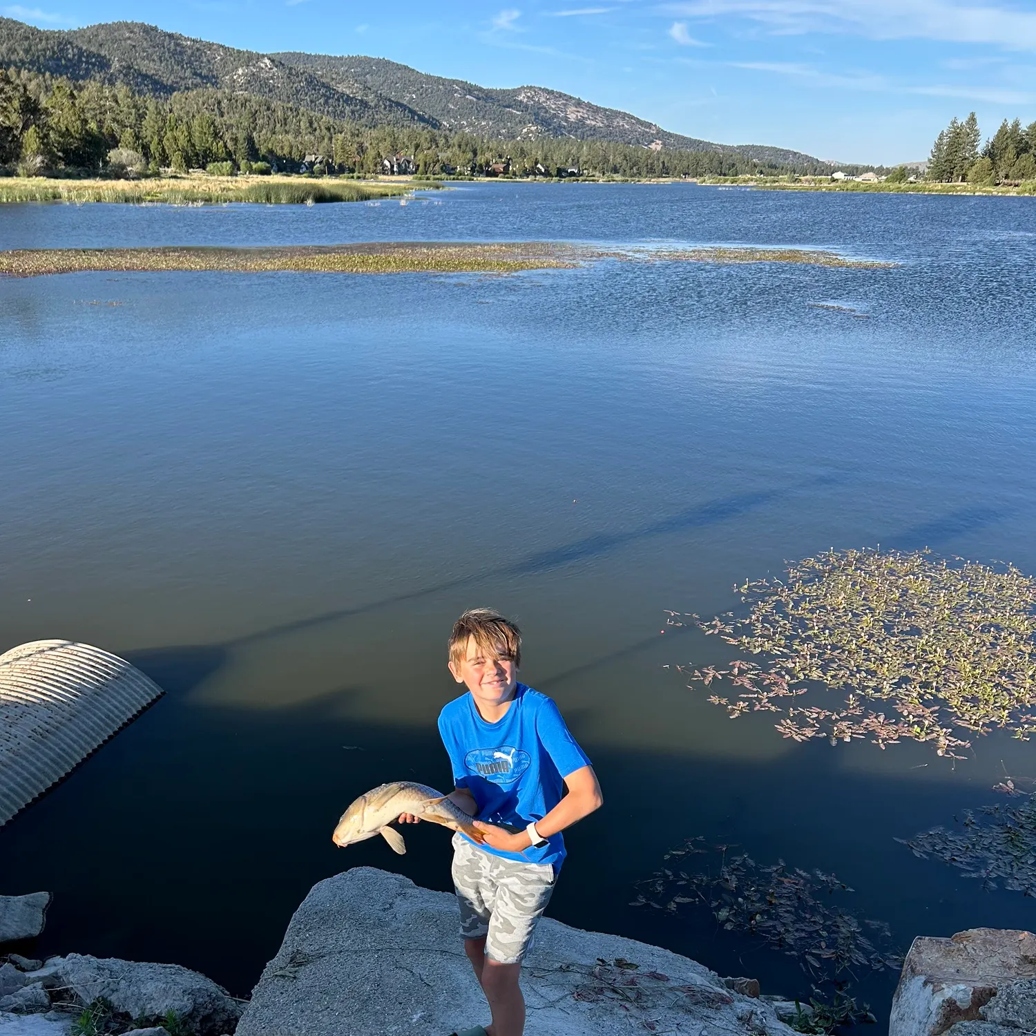 The most recent Common carp catches on Fishbrain