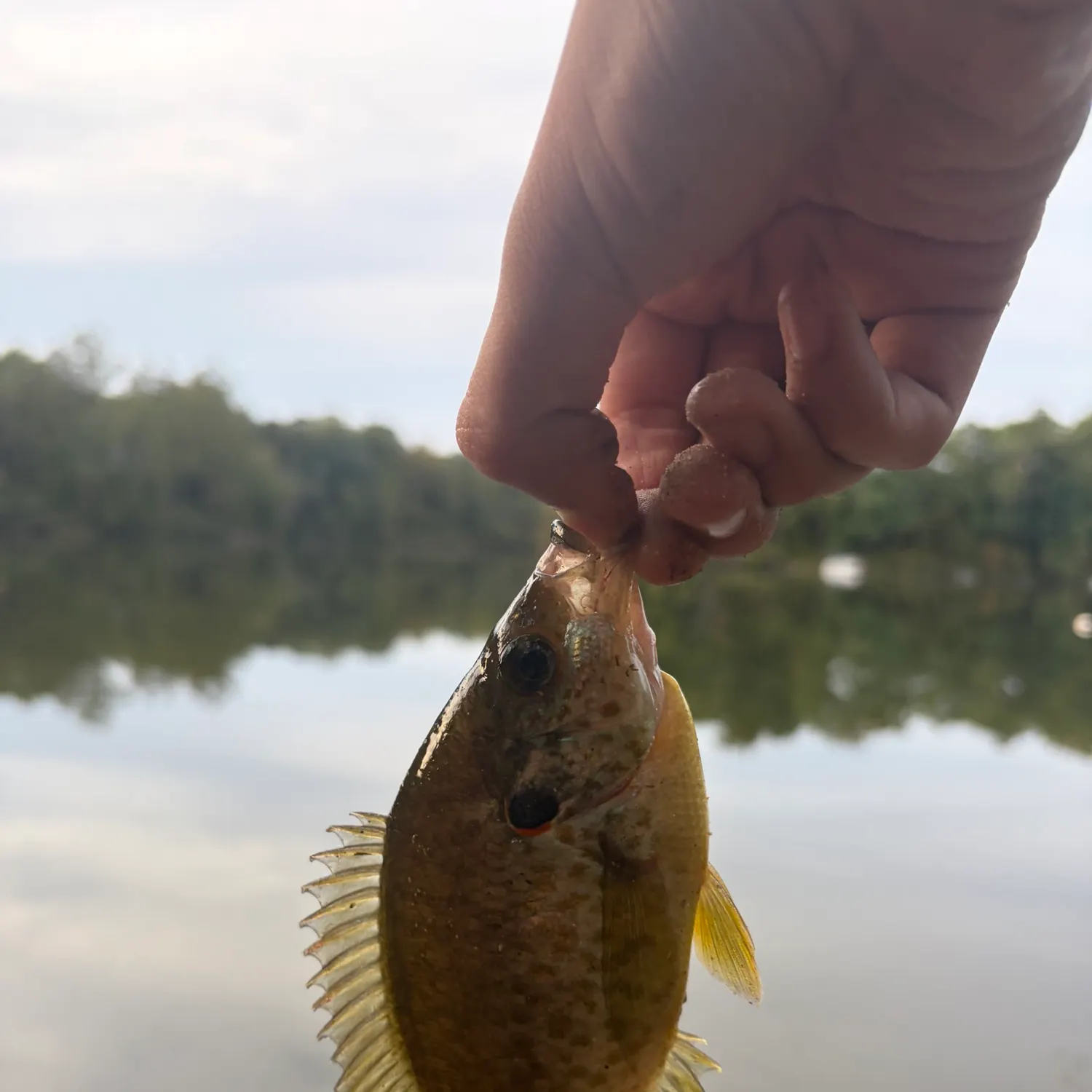 The most recent Pumpkinseed catches on Fishbrain