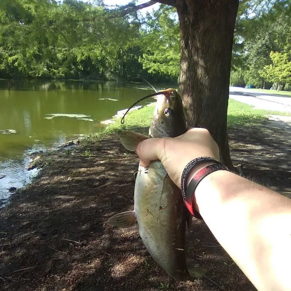 Channel catfish caught on Fishbrain