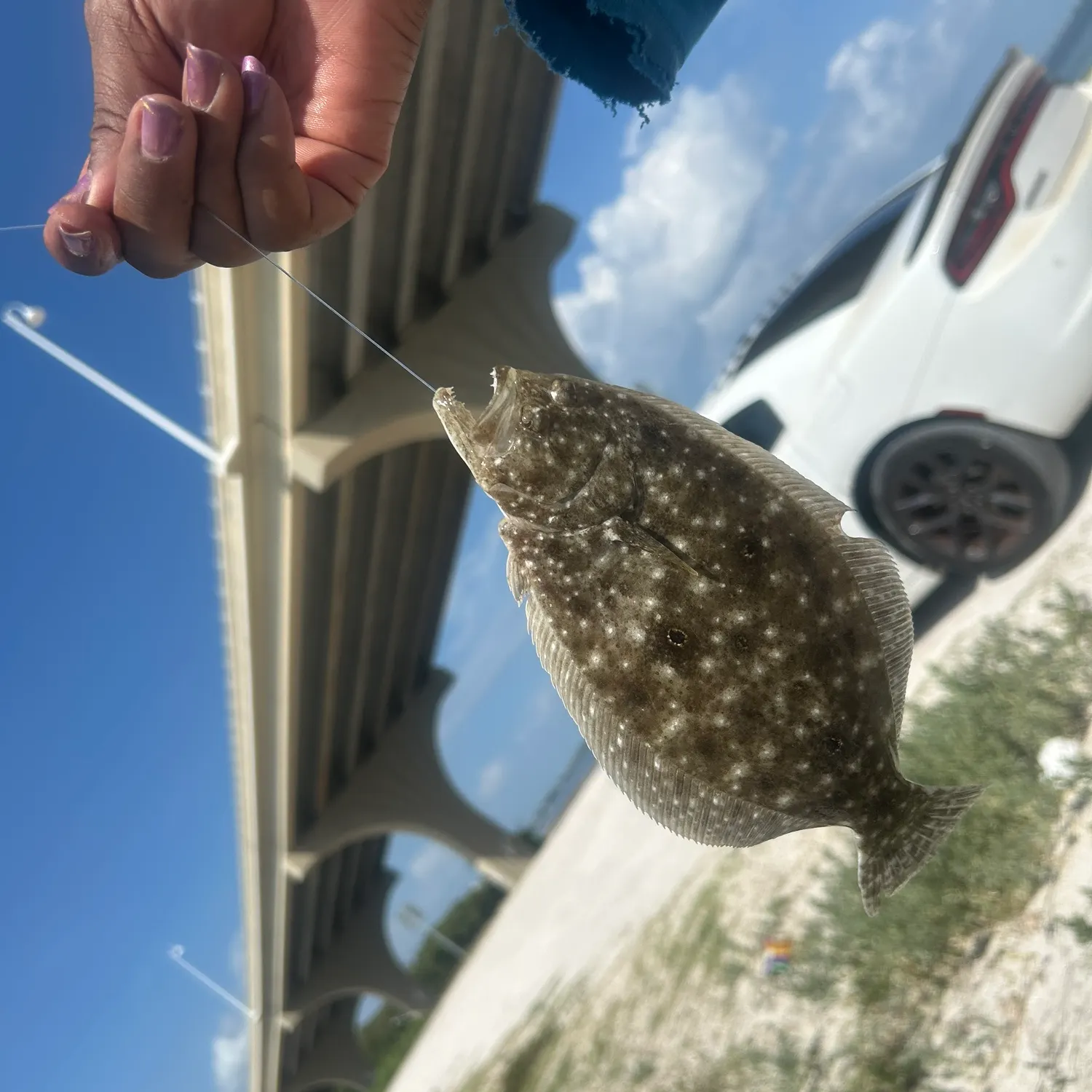The most recent Gulf flounder catches on Fishbrain