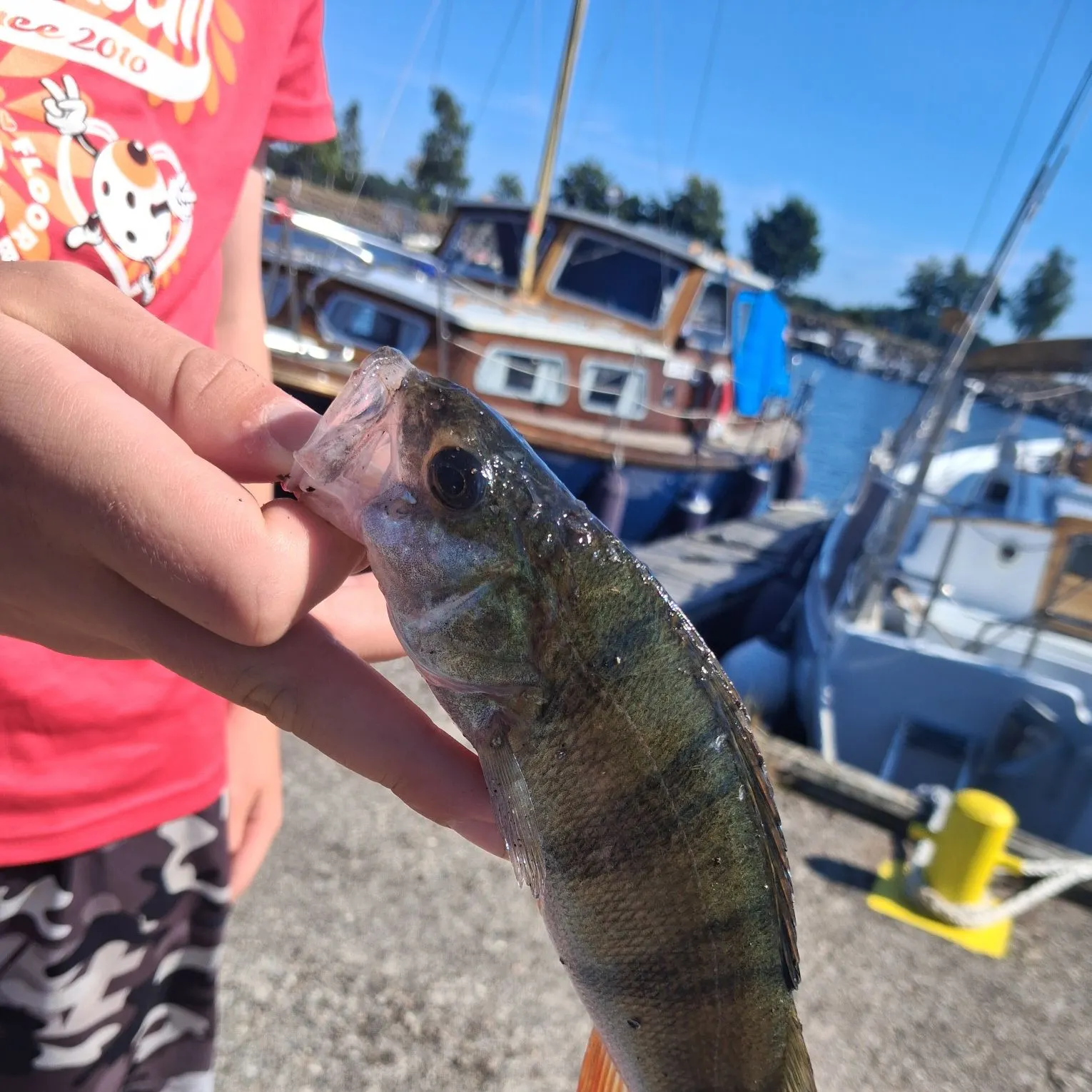 European perch caught on Fishbrain