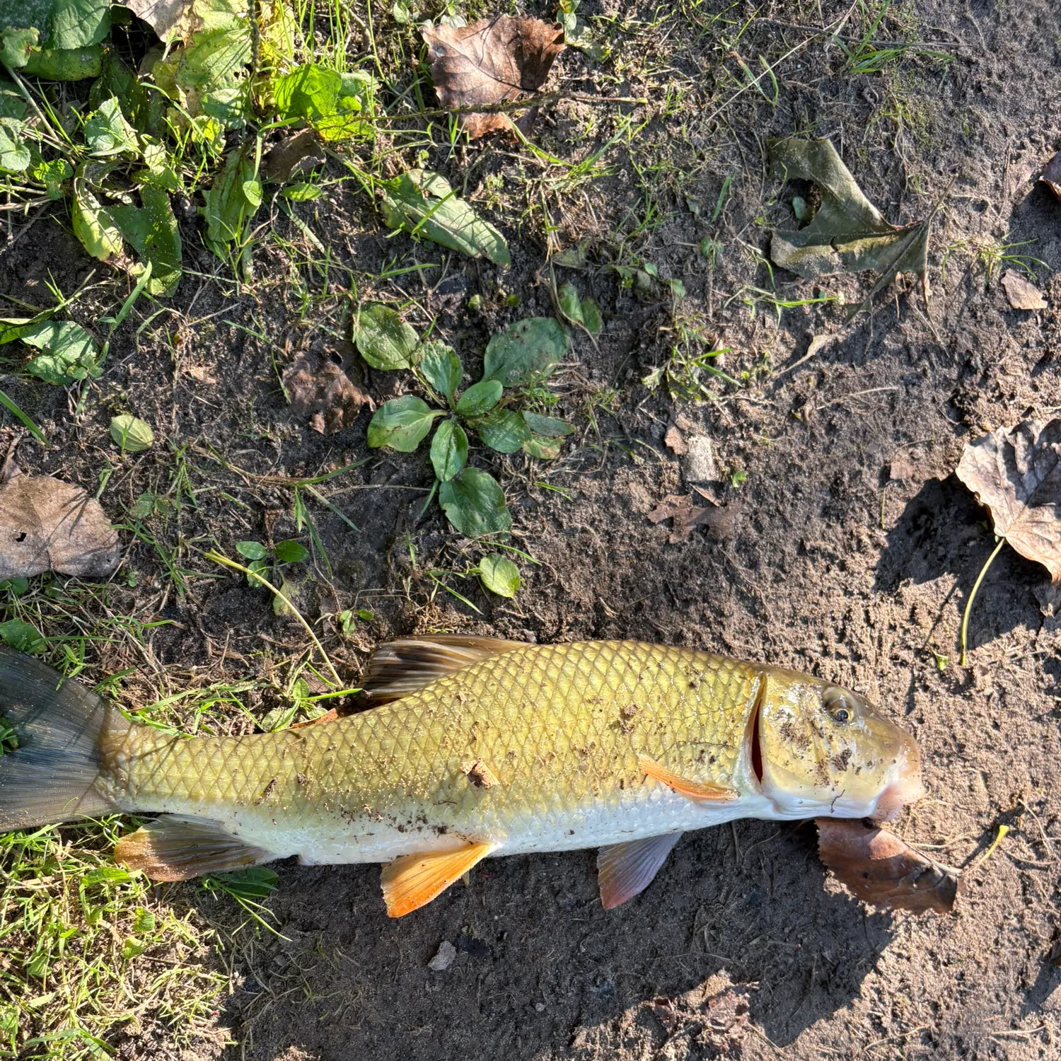 Golden redhorse caught on Fishbrain