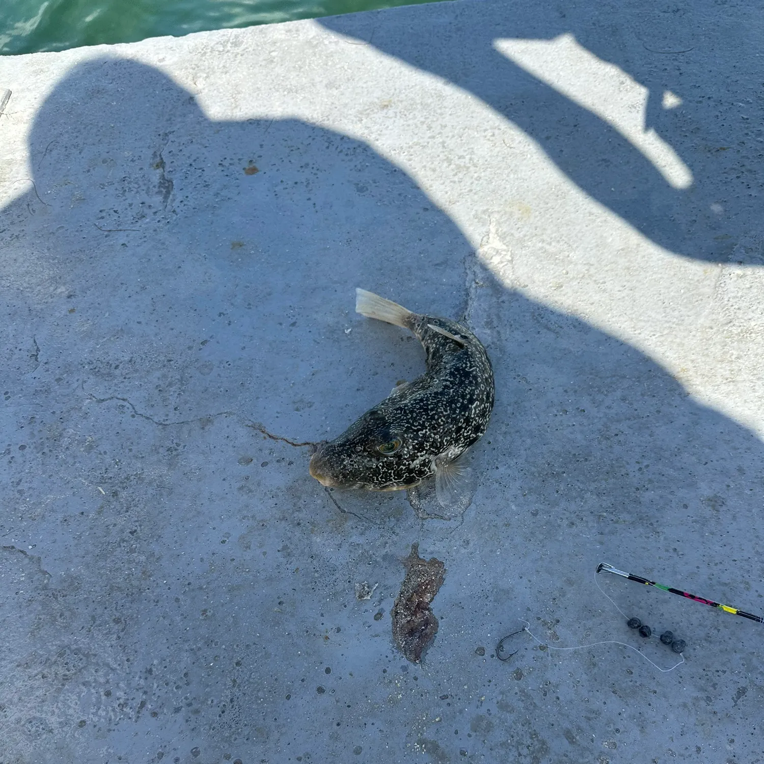 The most recent Northern puffer catches on Fishbrain