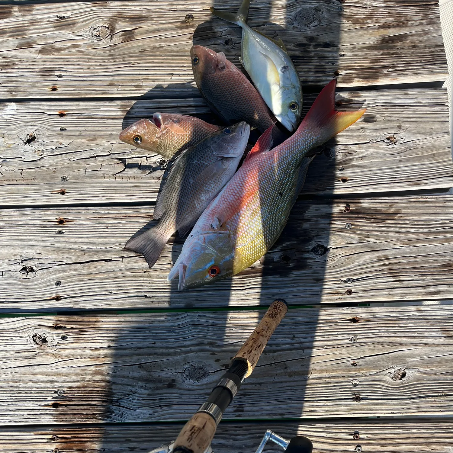 The most recent Mutton snapper catches on Fishbrain