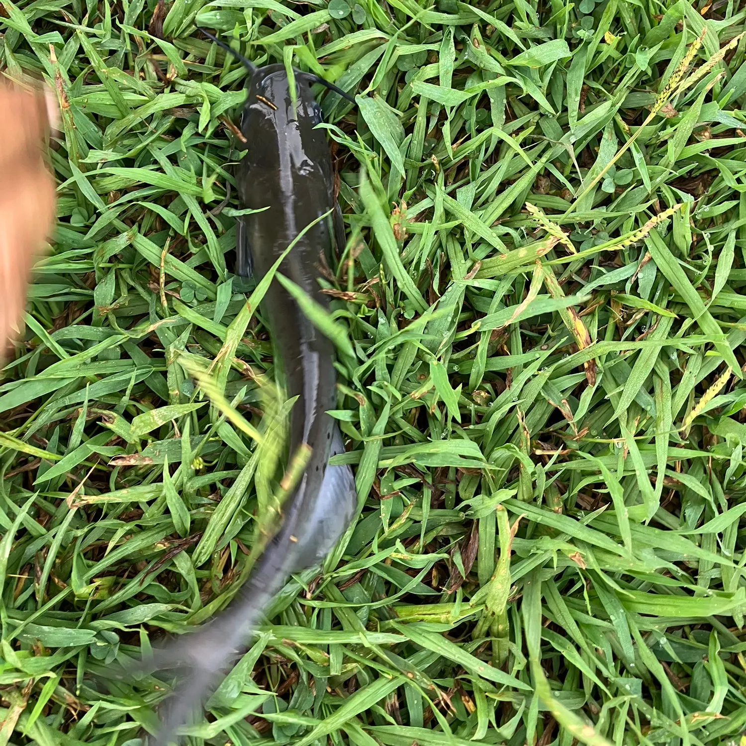 Channel catfish caught on Fishbrain