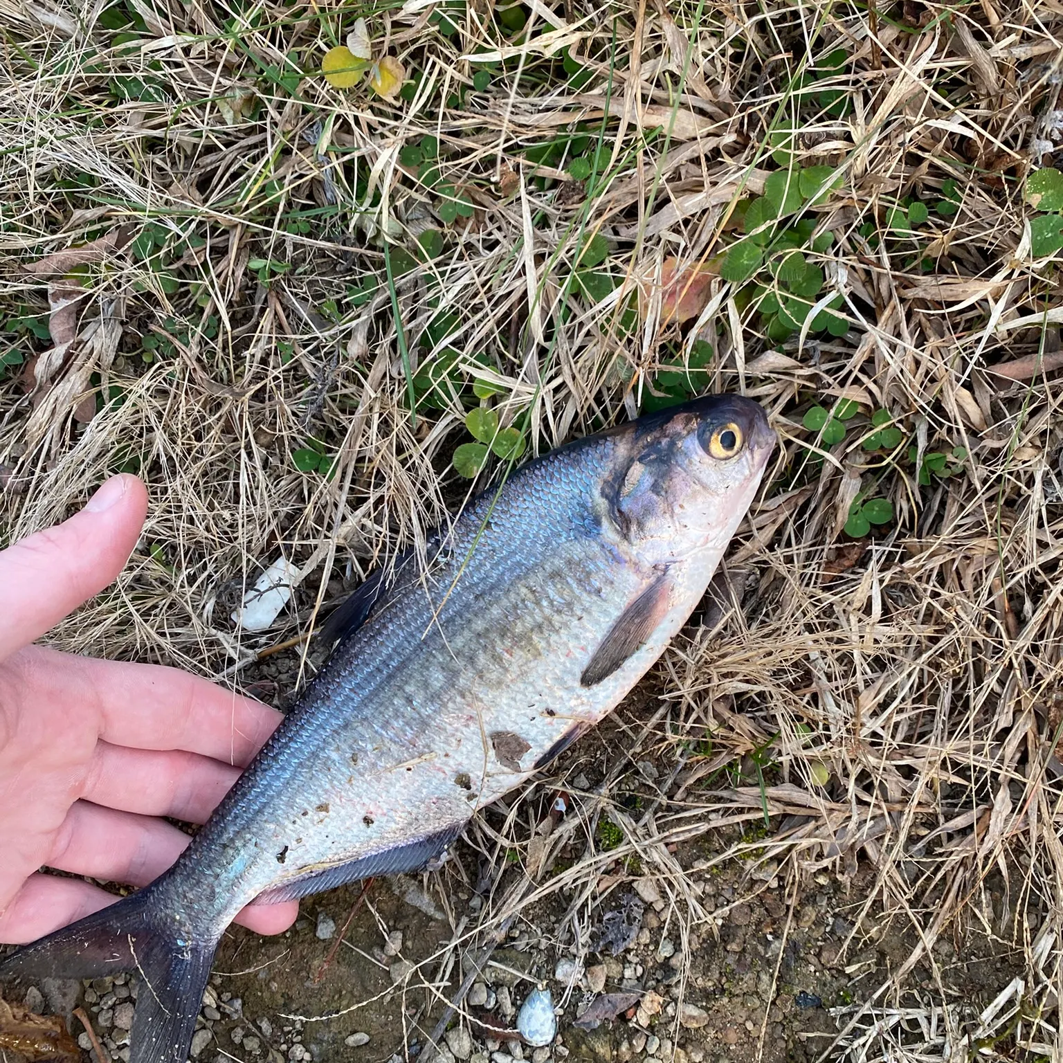 The most recent Mooneye catches on Fishbrain