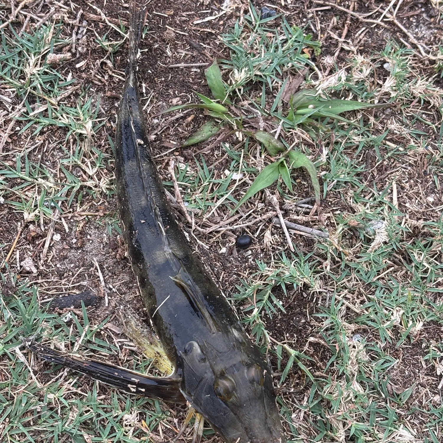 The most recent Striped snakehead catches on Fishbrain
