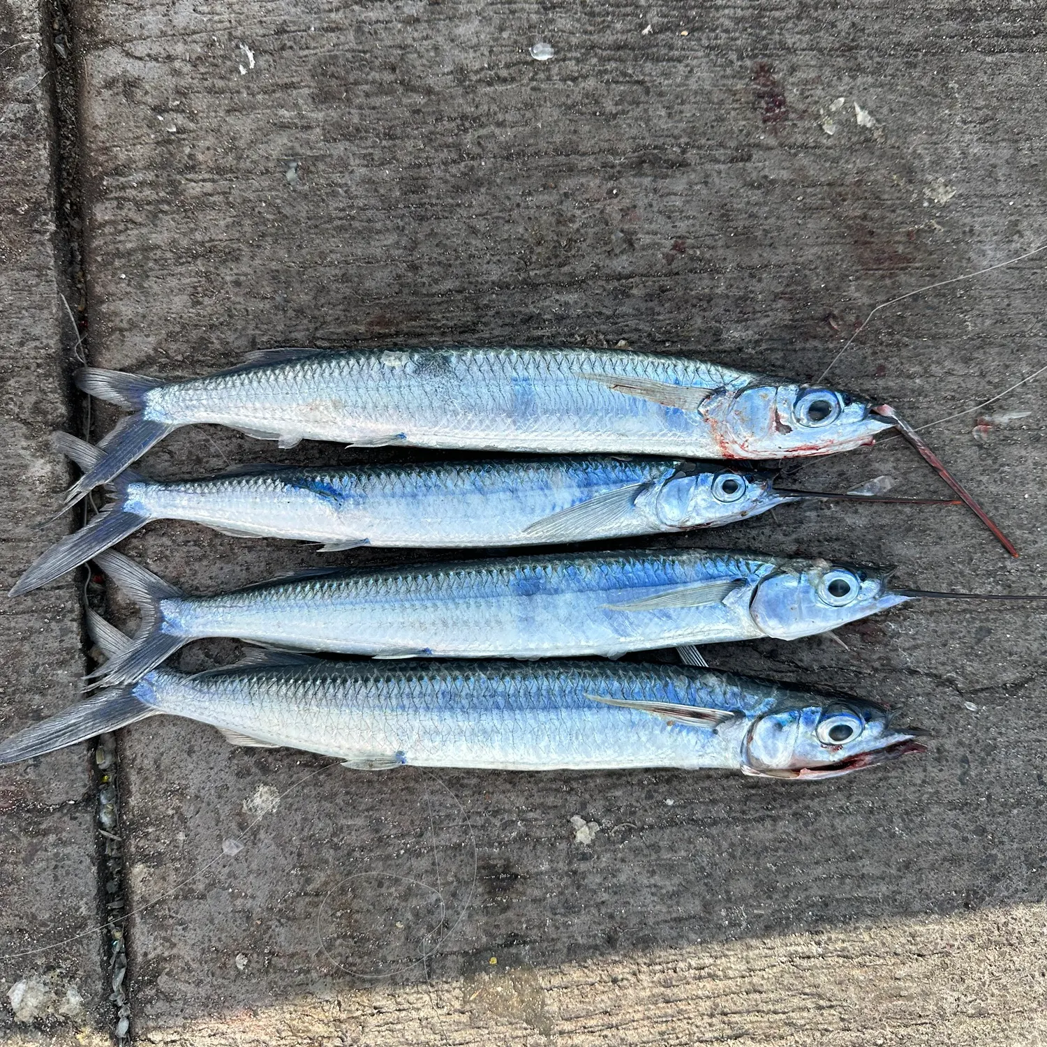 recently logged catches