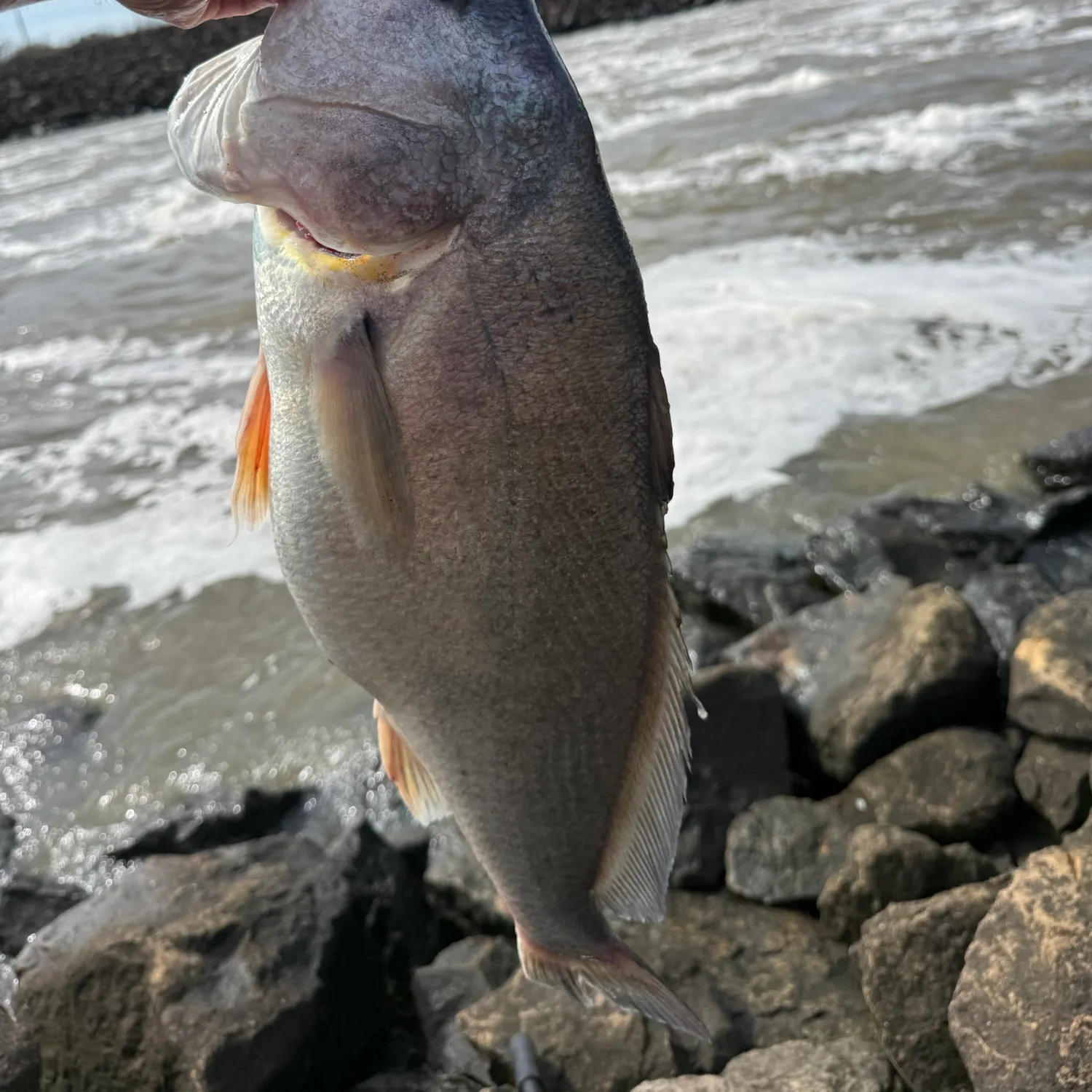 Freshwater drum caught on Fishbrain