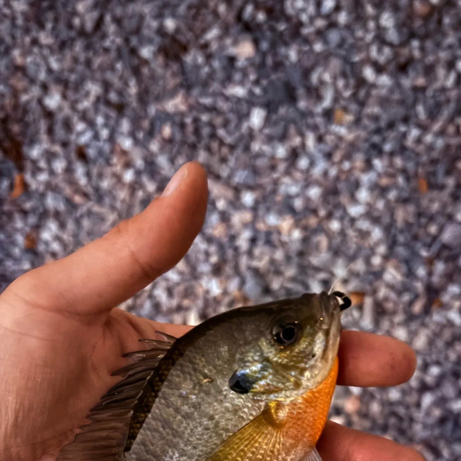 Bluegill caught on Fishbrain