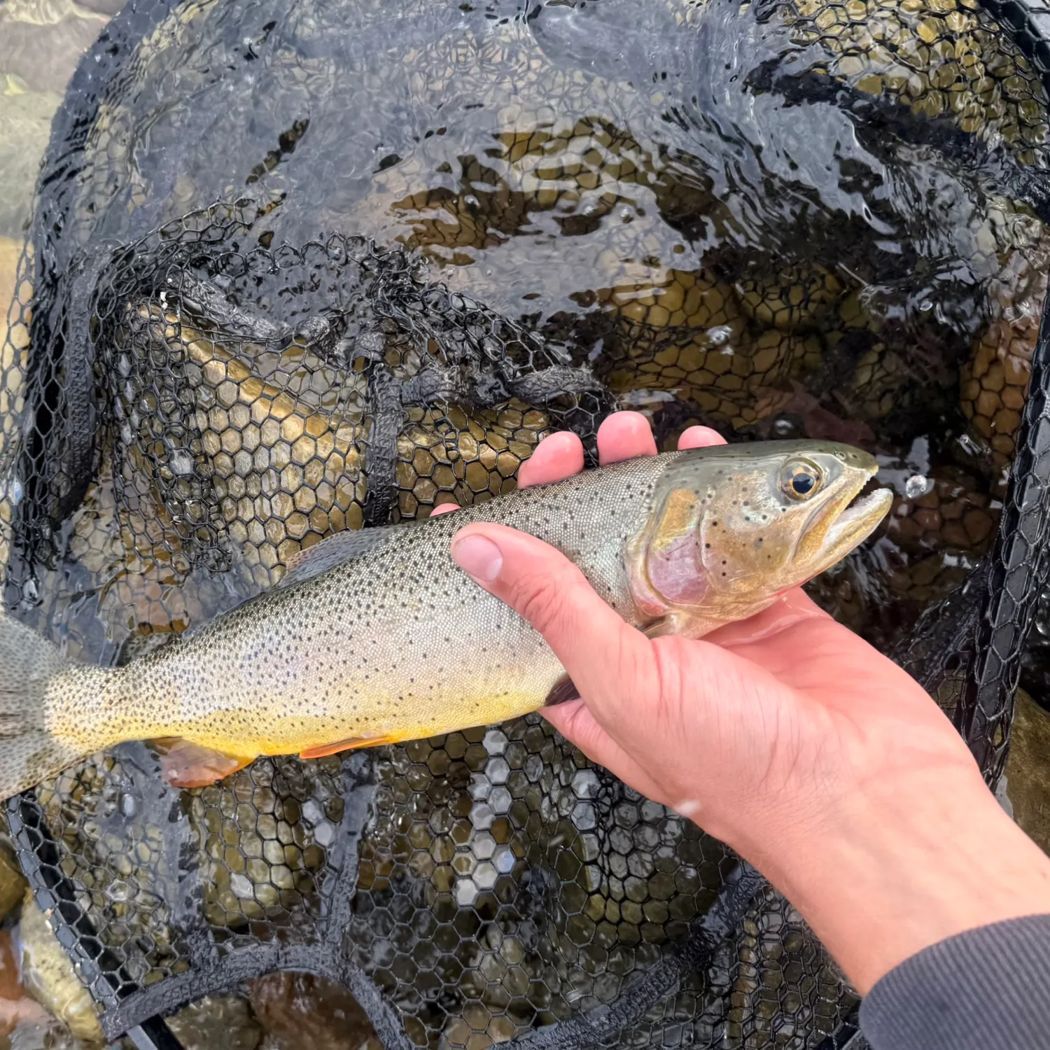 Cutthroat trout caught on Fishbrain