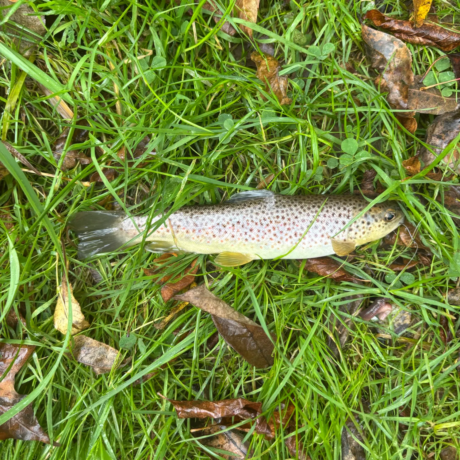 Brown trout caught on Fishbrain