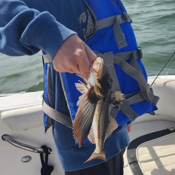 Striped searobin caught on Fishbrain