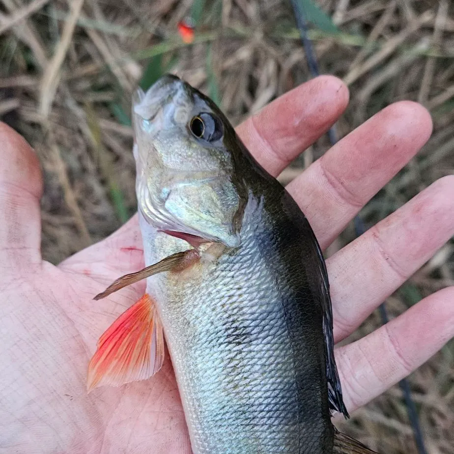European perch caught on Fishbrain