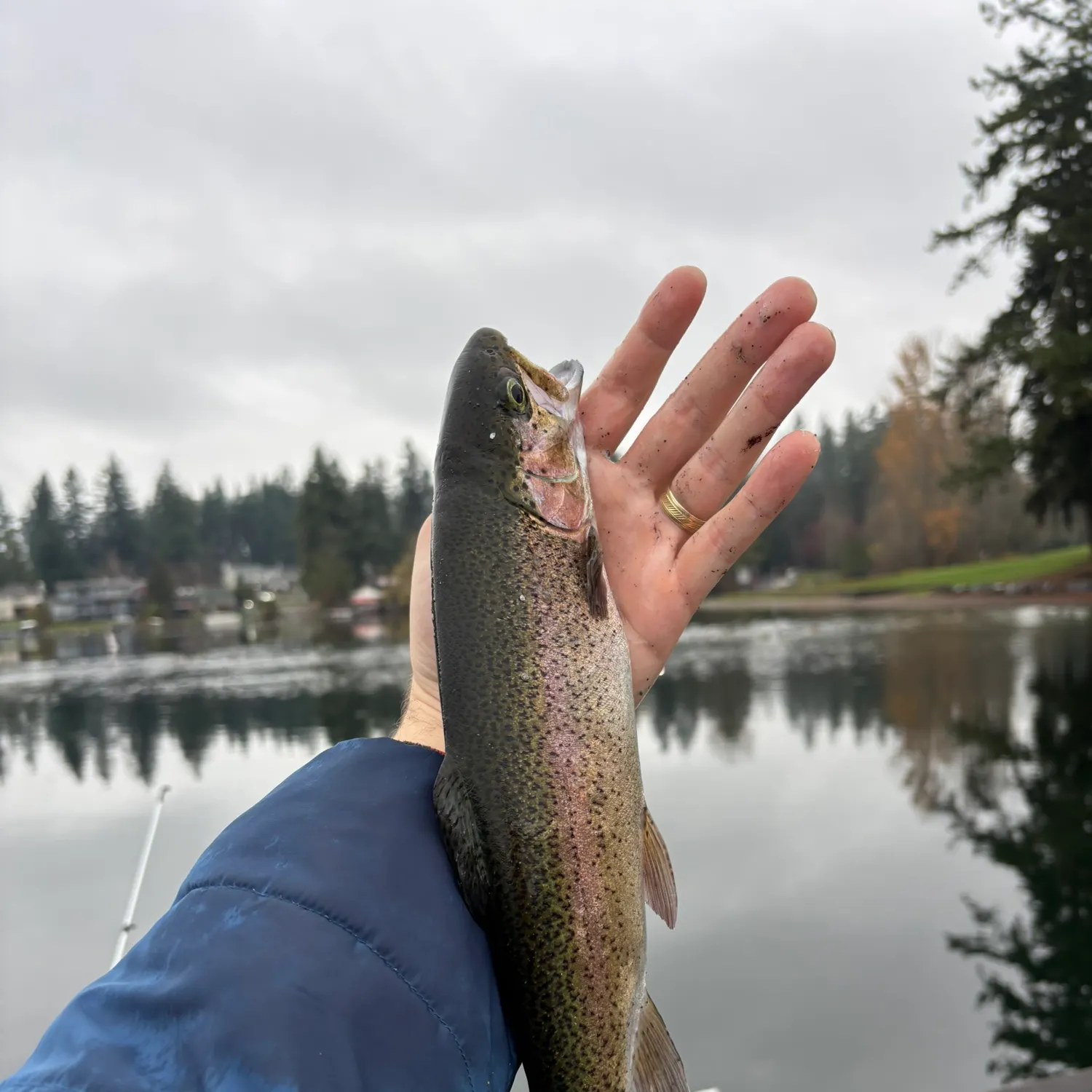 The most recent Rainbow trout catches on Fishbrain