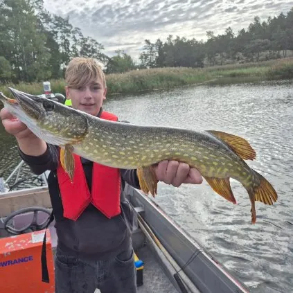 Northern pike caught on Fishbrain