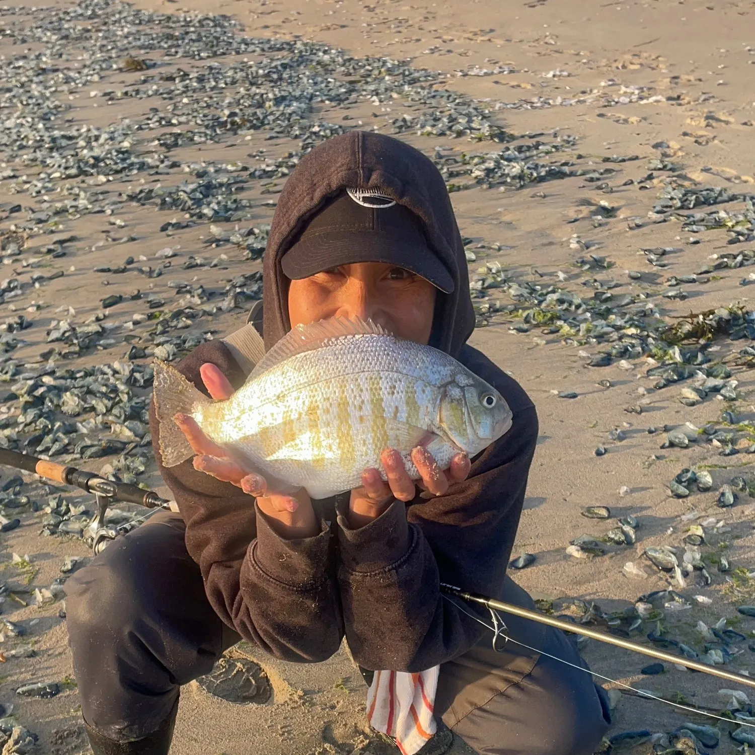 The most recent Barred surfperch catches on Fishbrain
