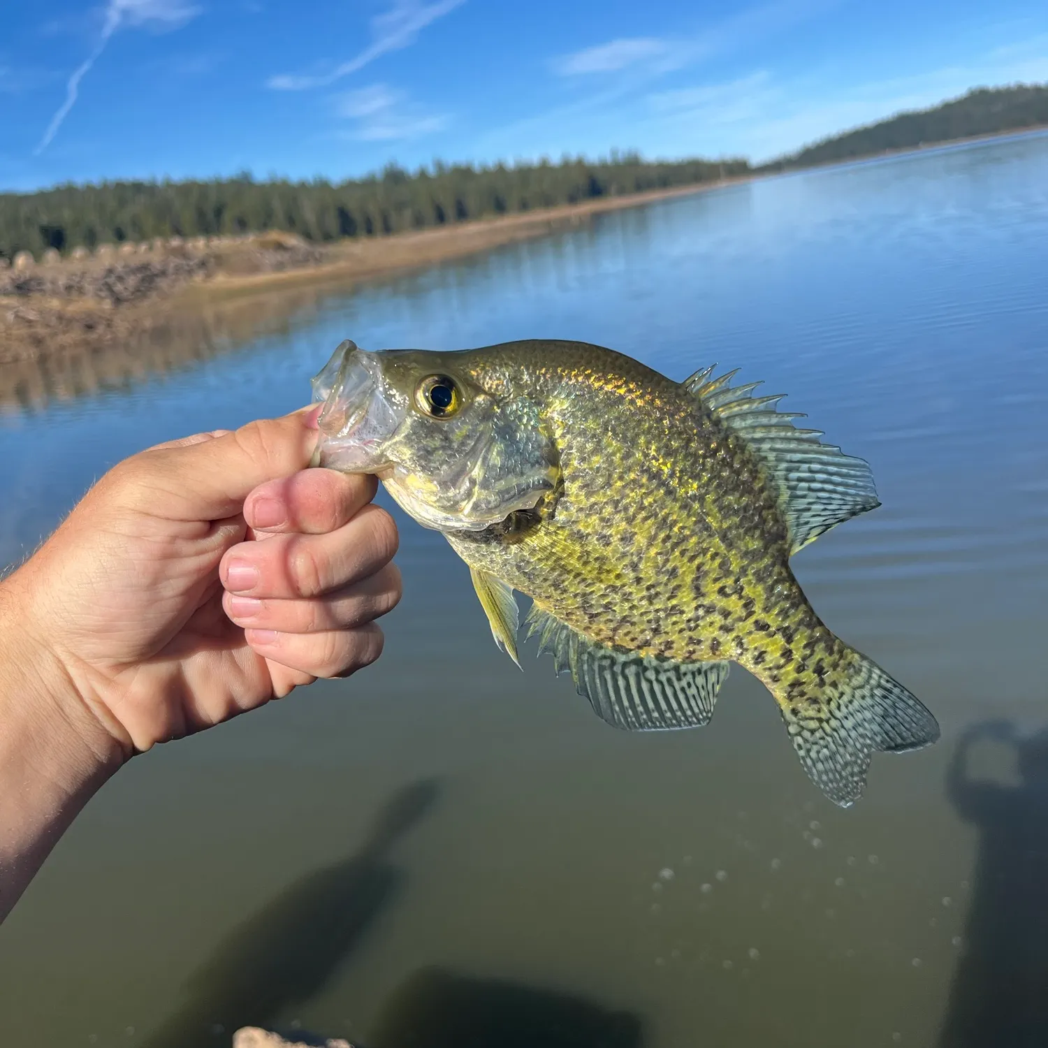 Black crappie caught on Fishbrain
