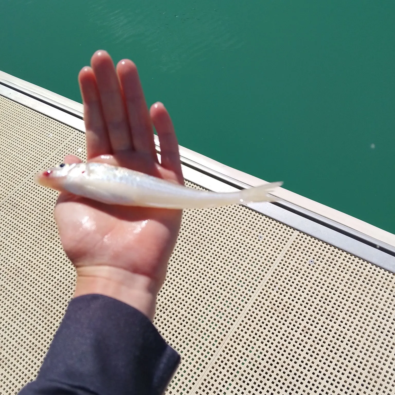Sand sillago caught on Fishbrain