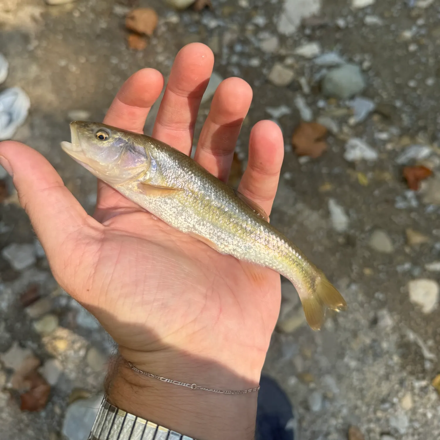 Creek chub caught on Fishbrain