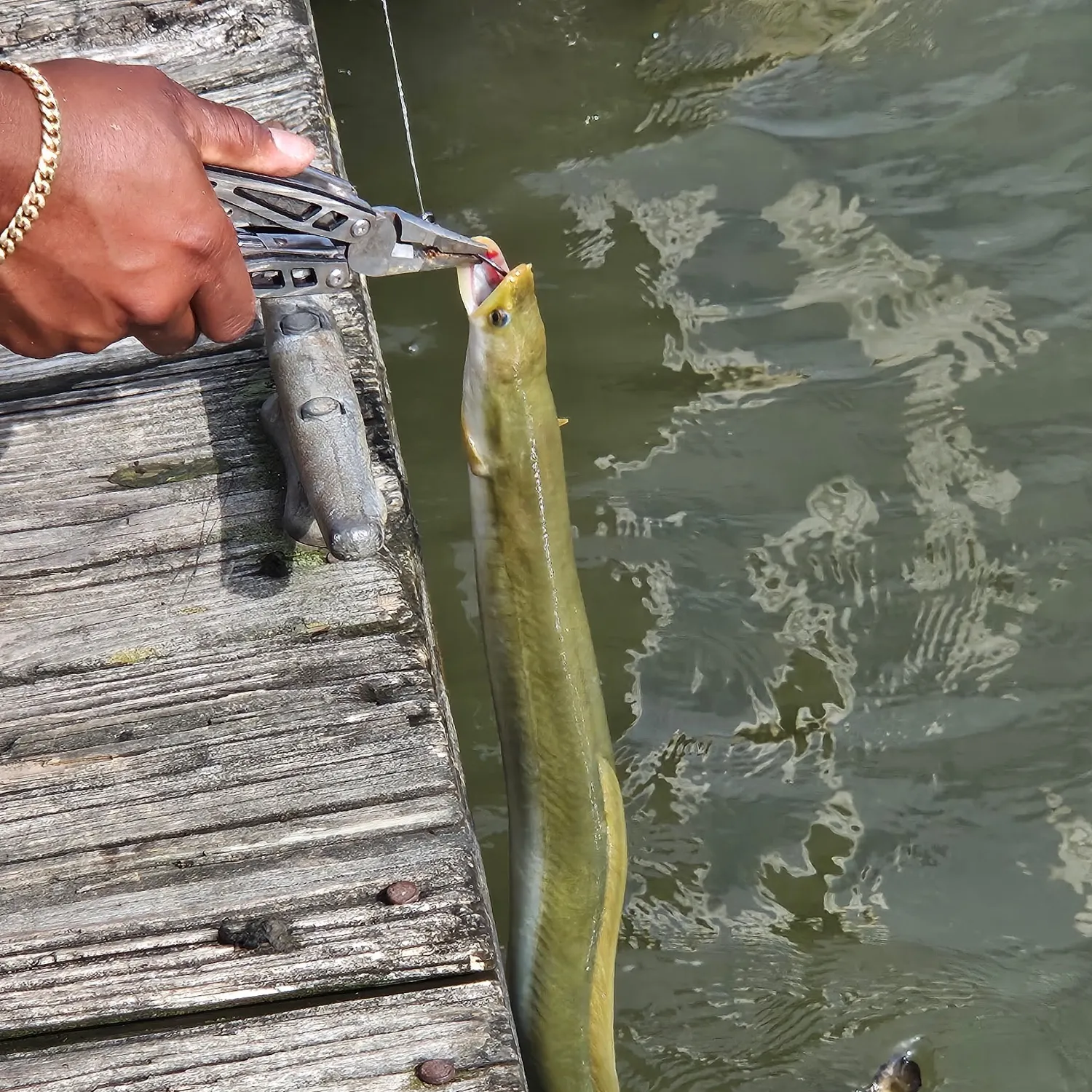 The most recent Shortfin eel catches on Fishbrain