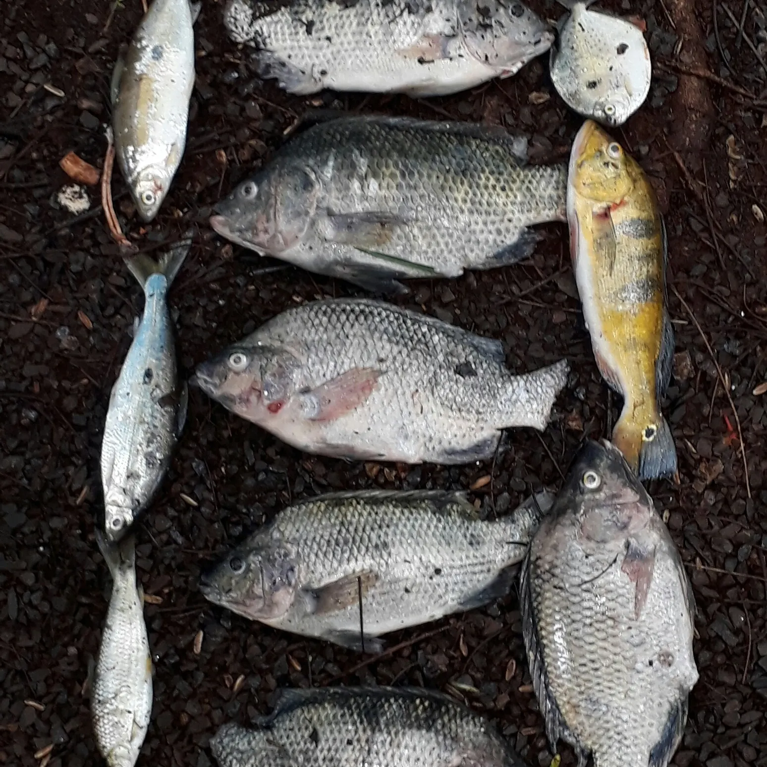 recently logged catches