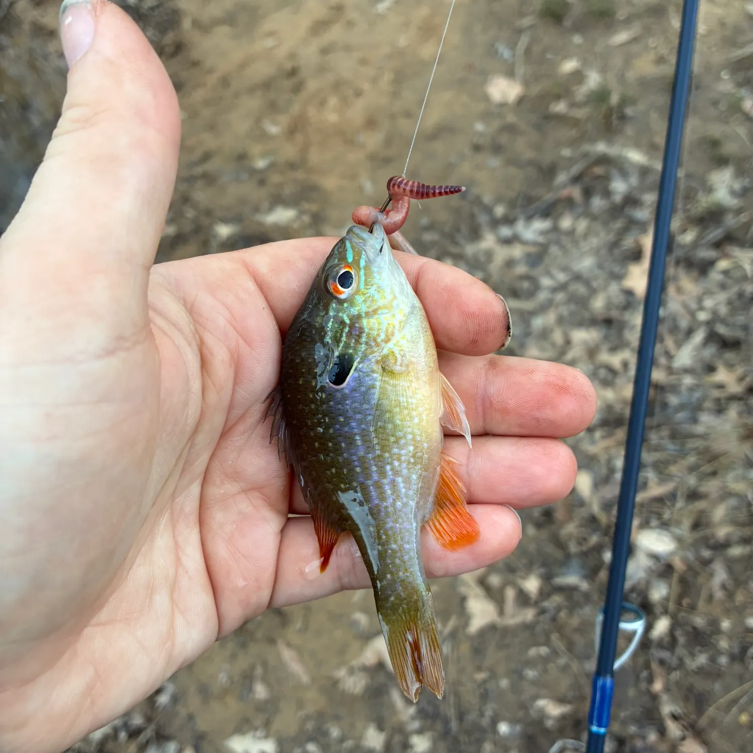 Swampland longear sunfish caught on Fishbrain