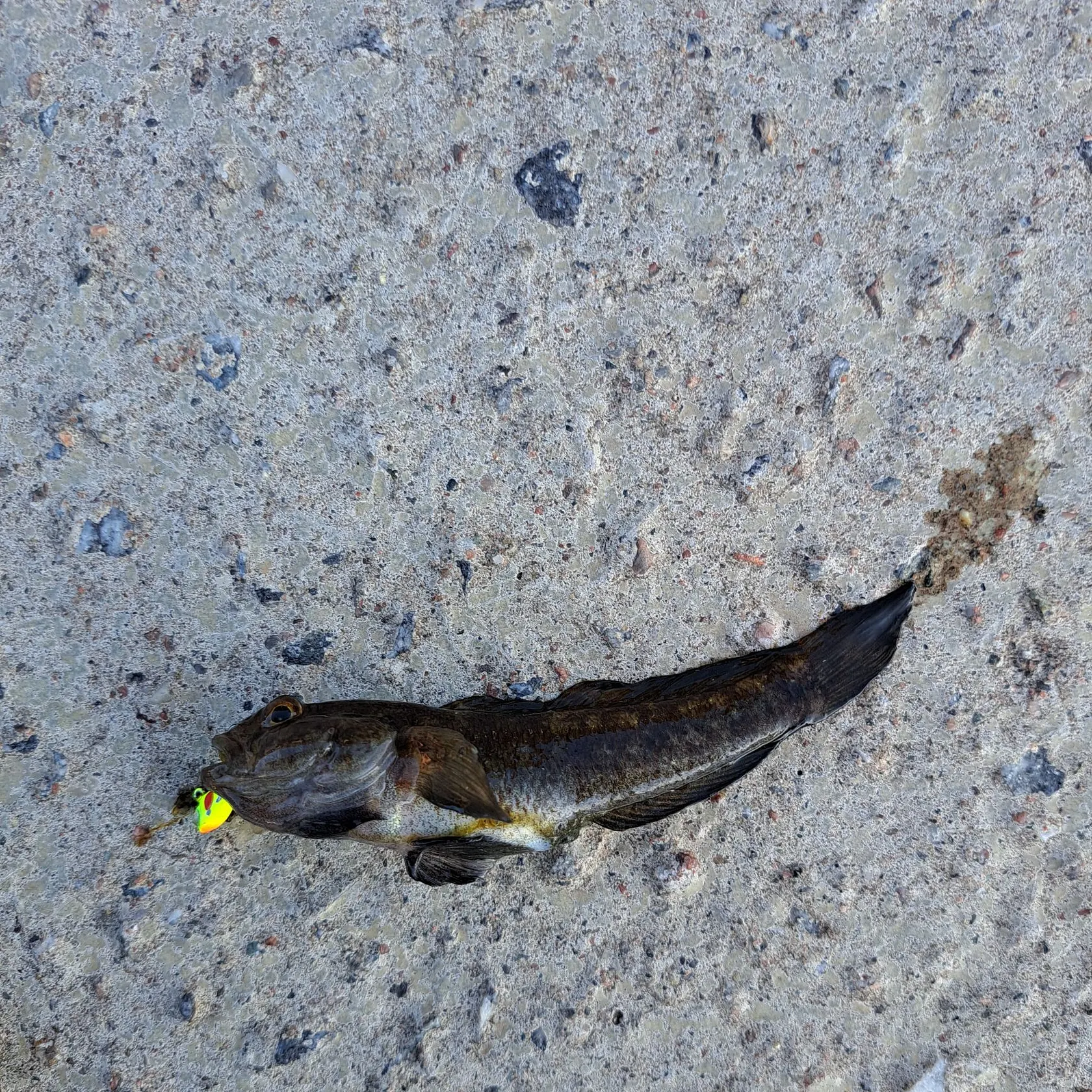 The most recent Round goby catches on Fishbrain