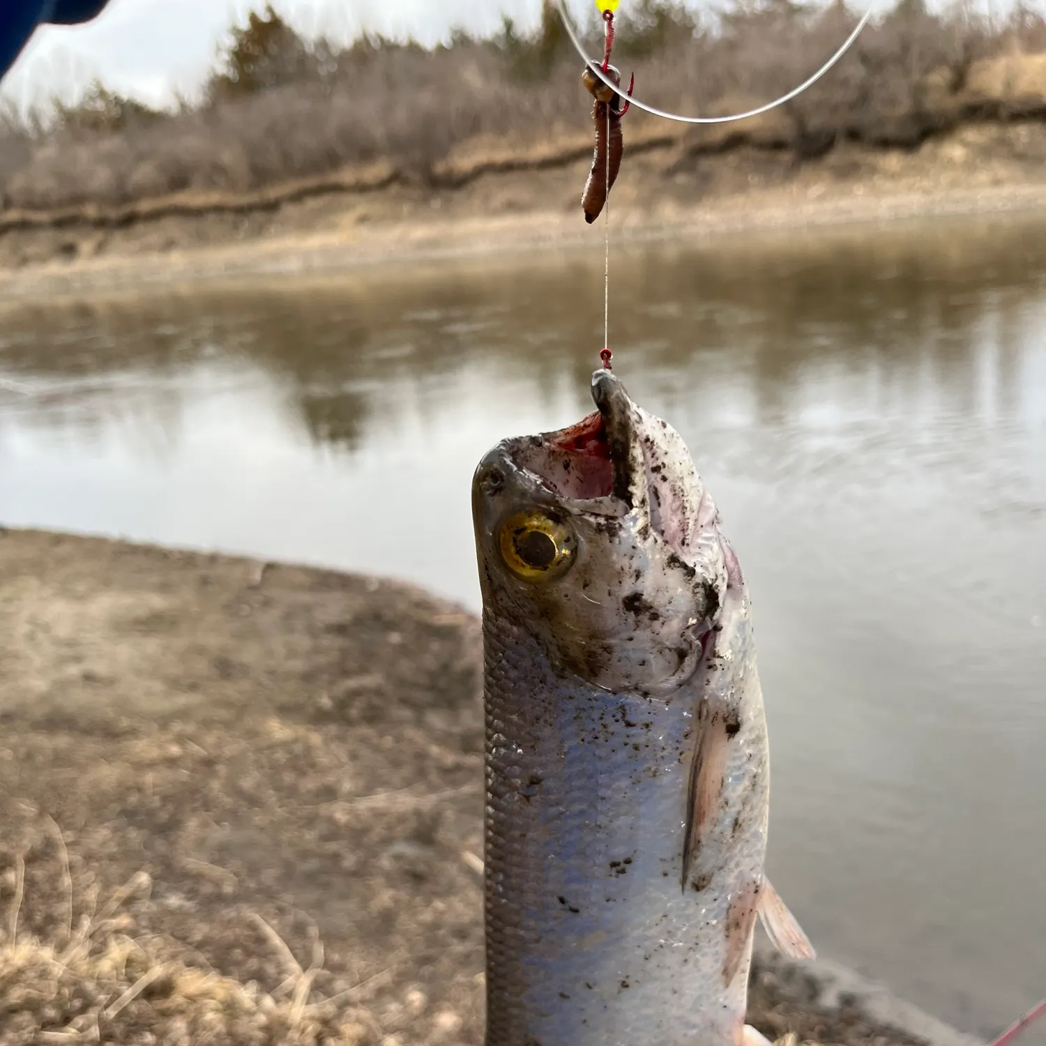 The most recent Goldeye catches on Fishbrain