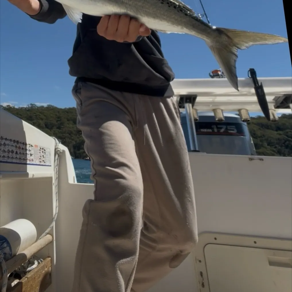 Eastern Australian salmon caught on Fishbrain