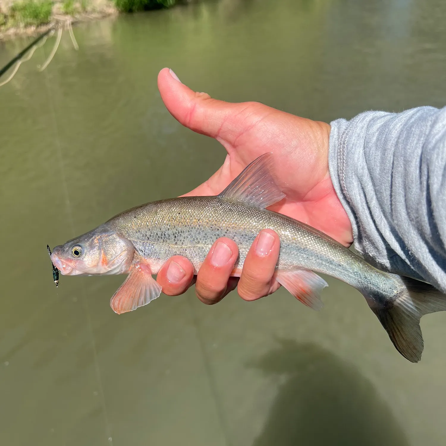 The most recent Bonytail chub catches on Fishbrain