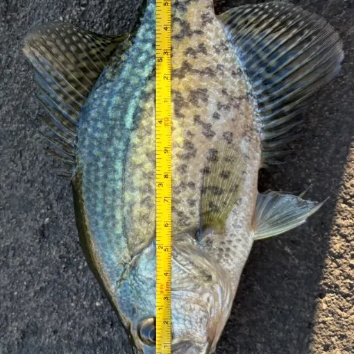 Black crappie caught on Fishbrain
