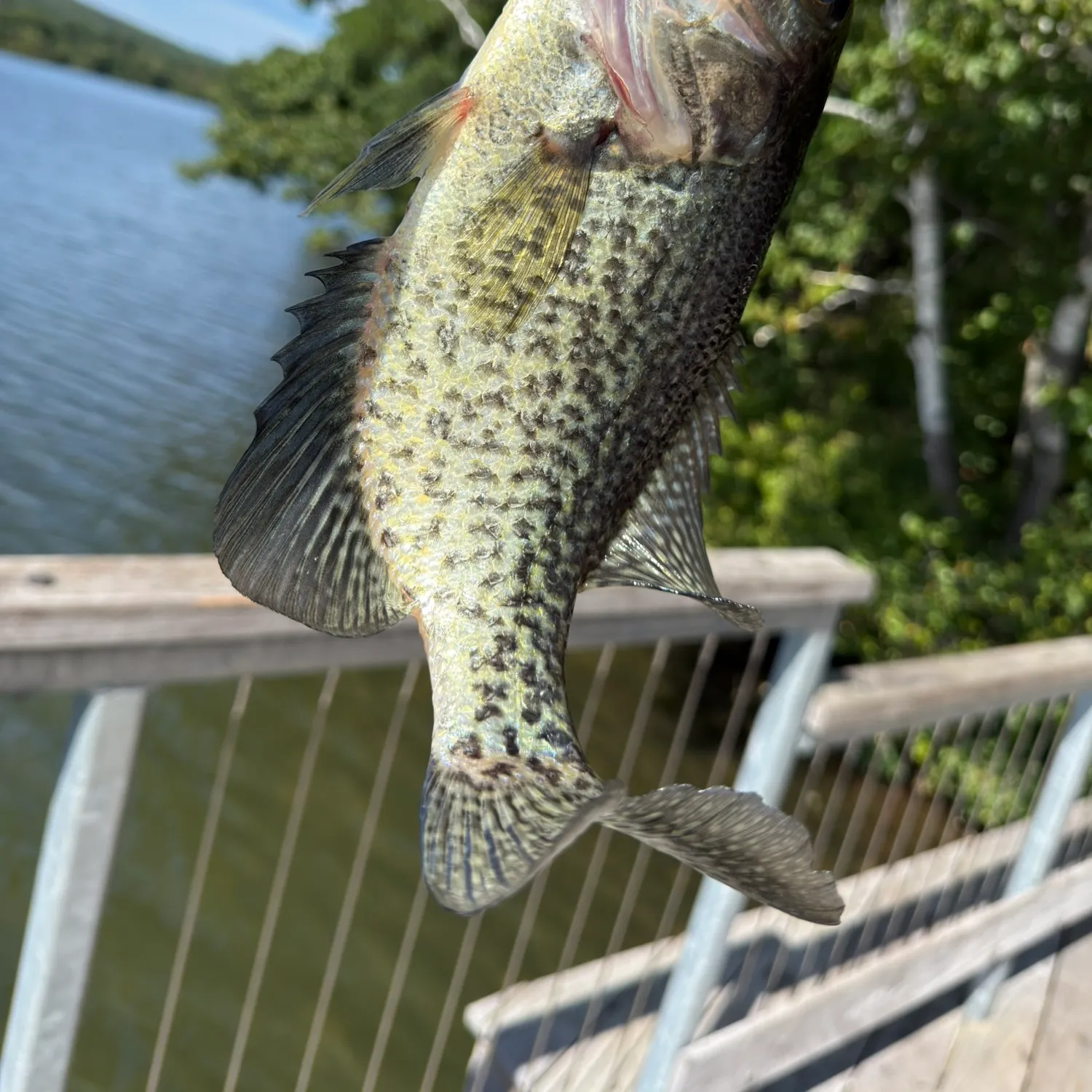 Black crappie caught on Fishbrain