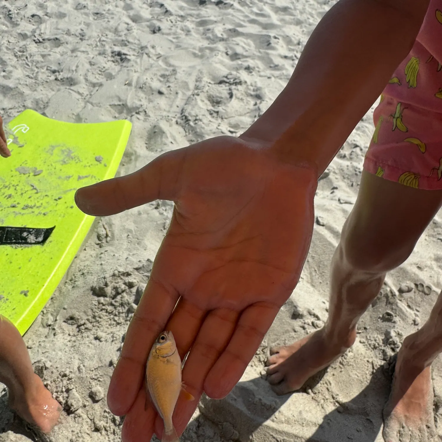 The most recent Nurse shark catches on Fishbrain