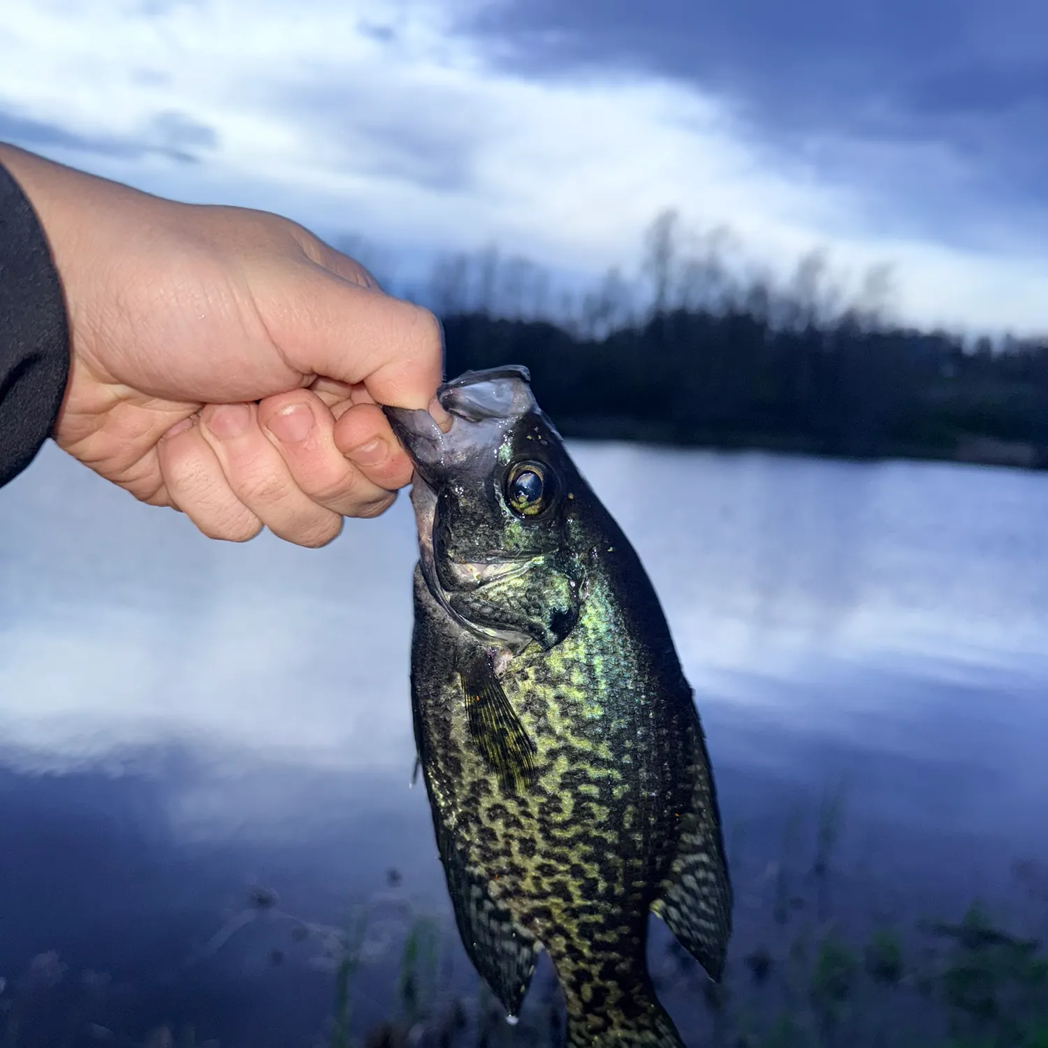 The most recent Black crappie catches on Fishbrain