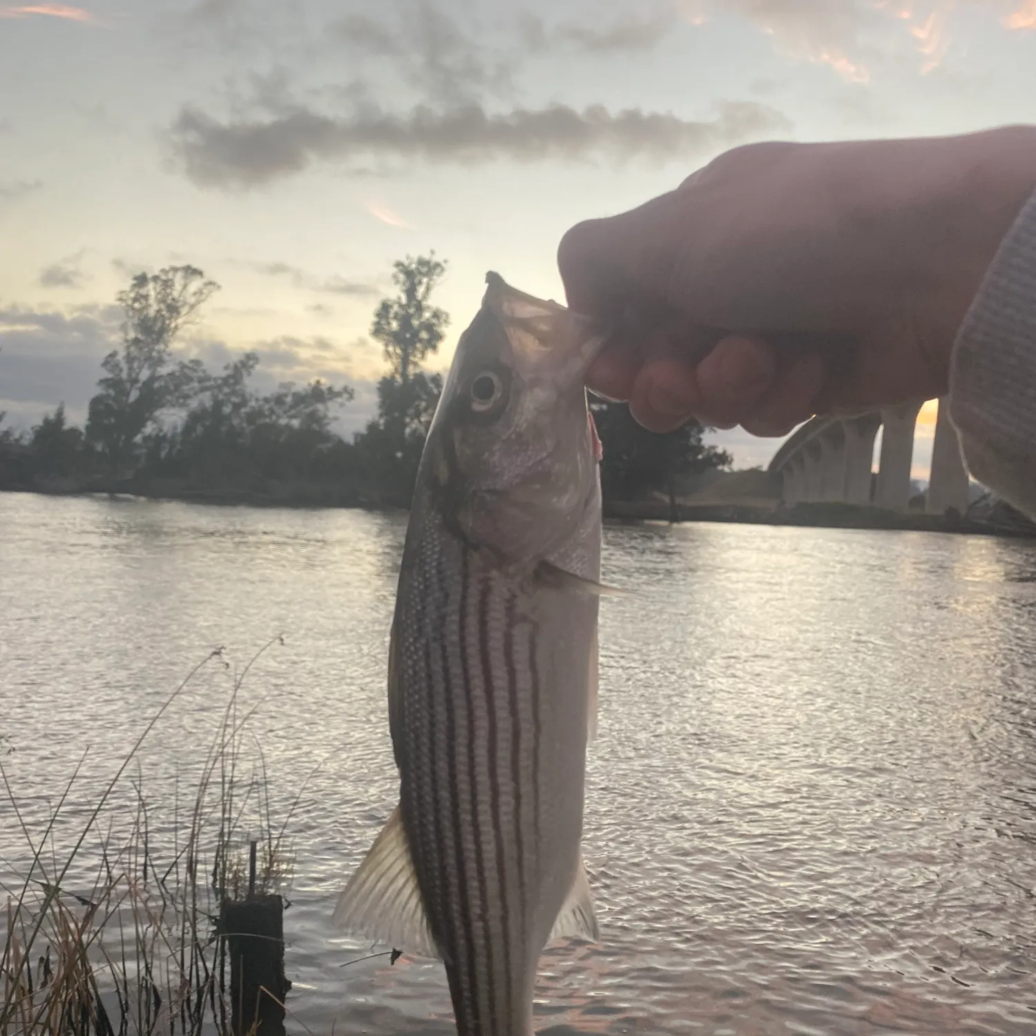 Striped bass caught on Fishbrain