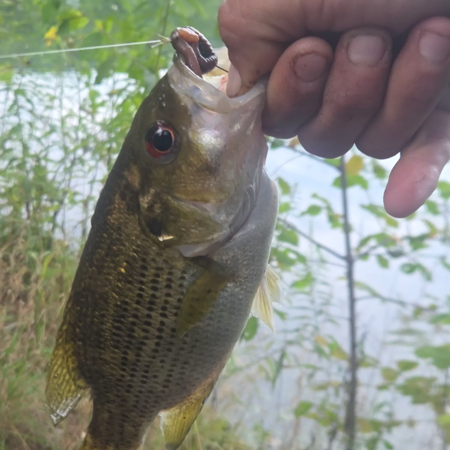 Rock bass caught on Fishbrain