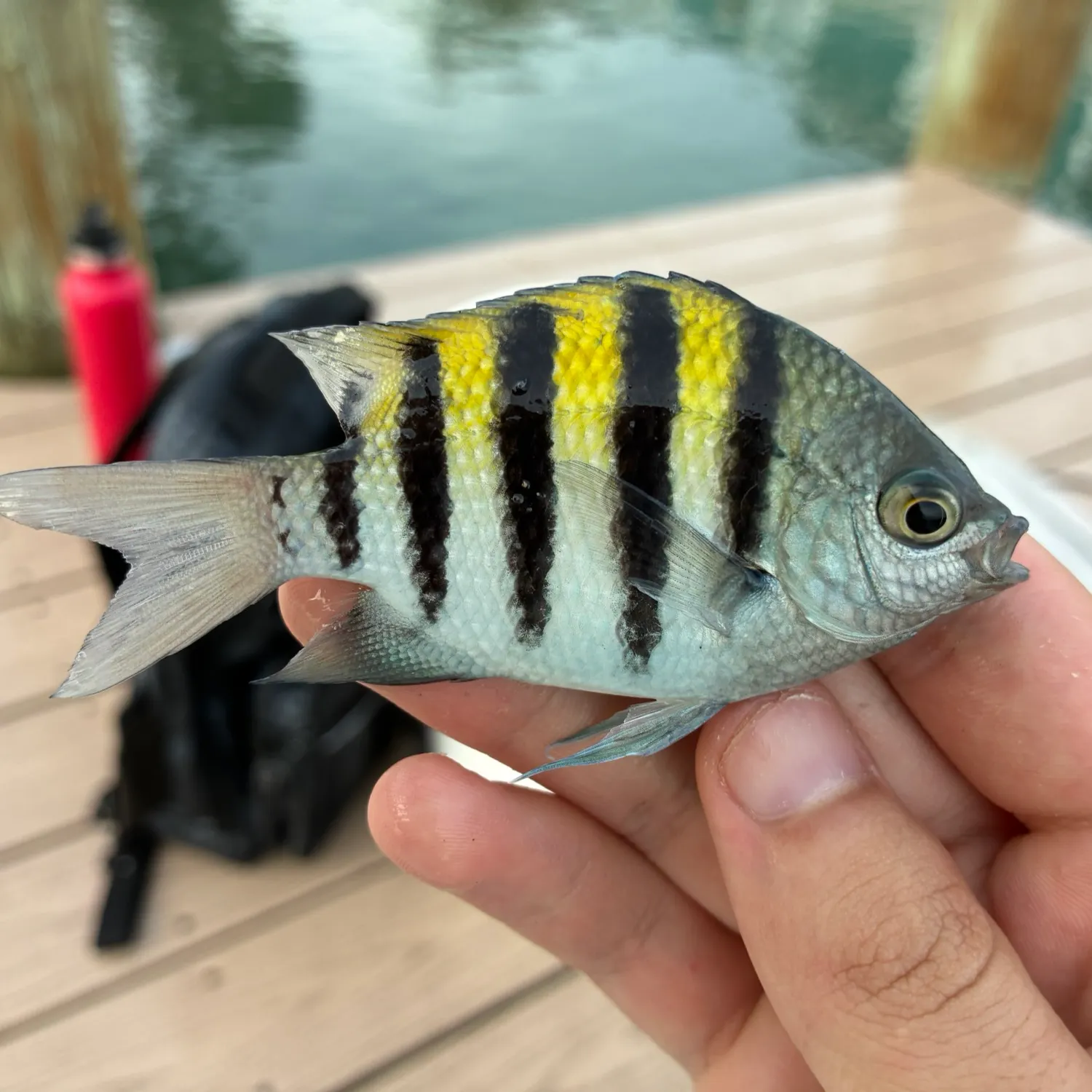 Sergeant-major caught on Fishbrain