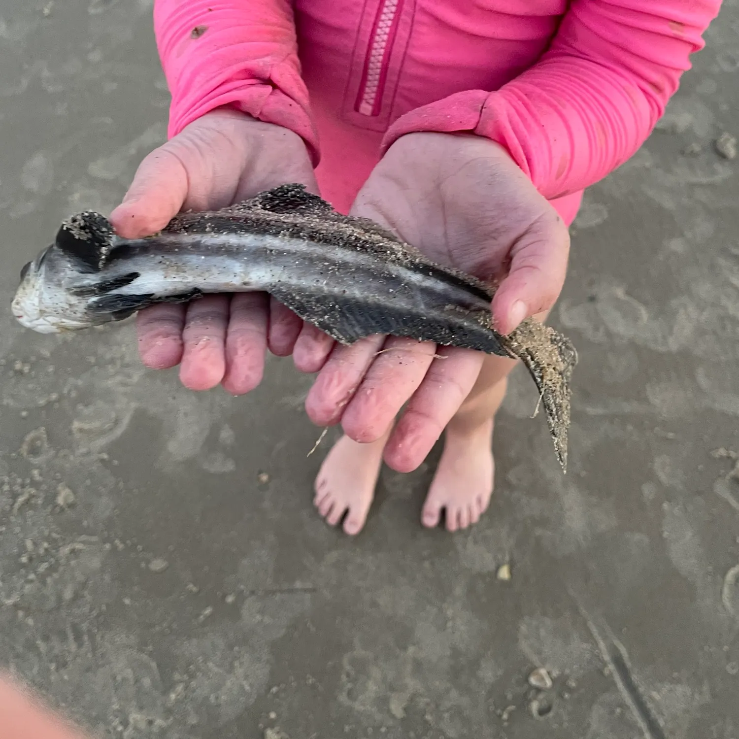 Fish caught on Fishbrain