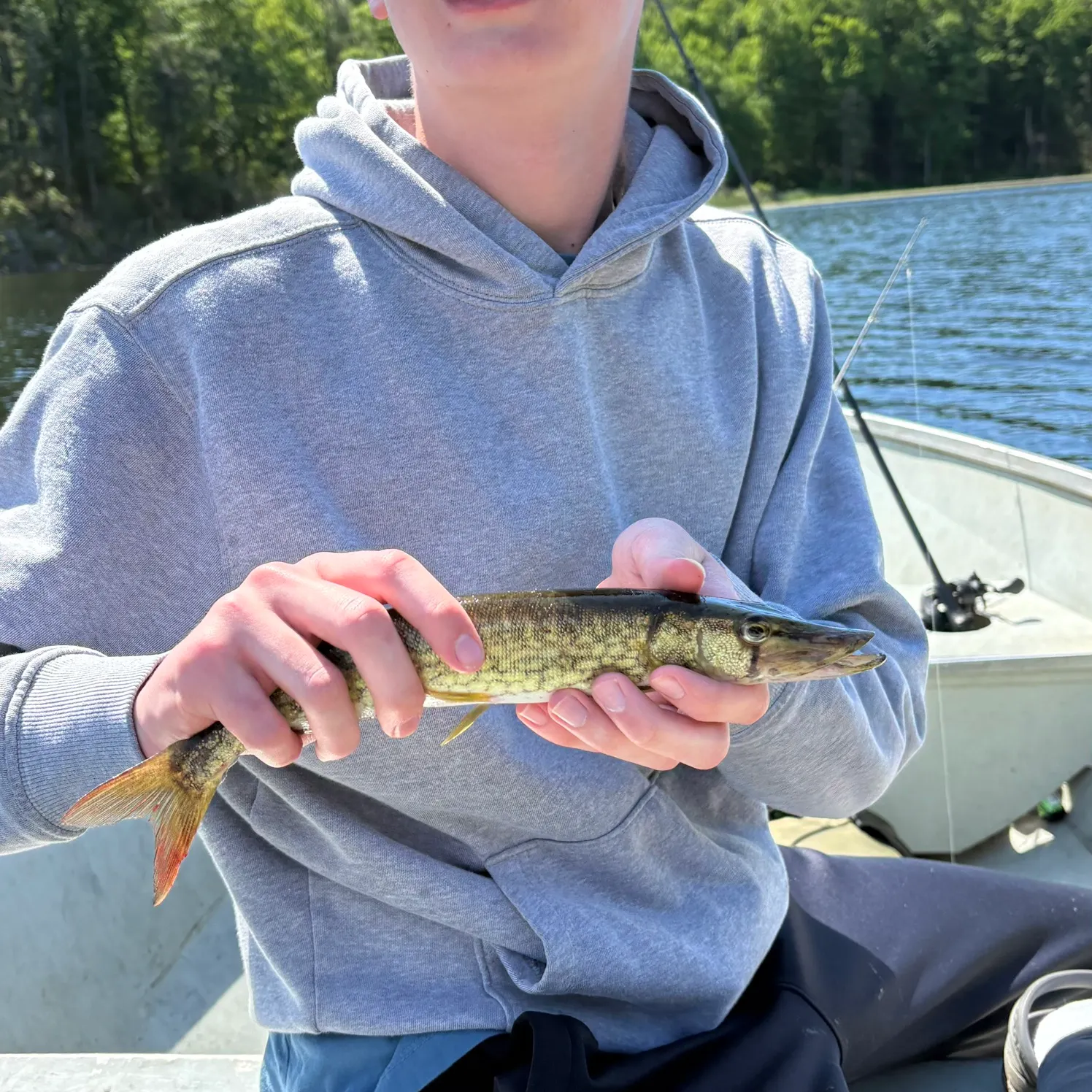 The most recent Redfin pickerel catches on Fishbrain