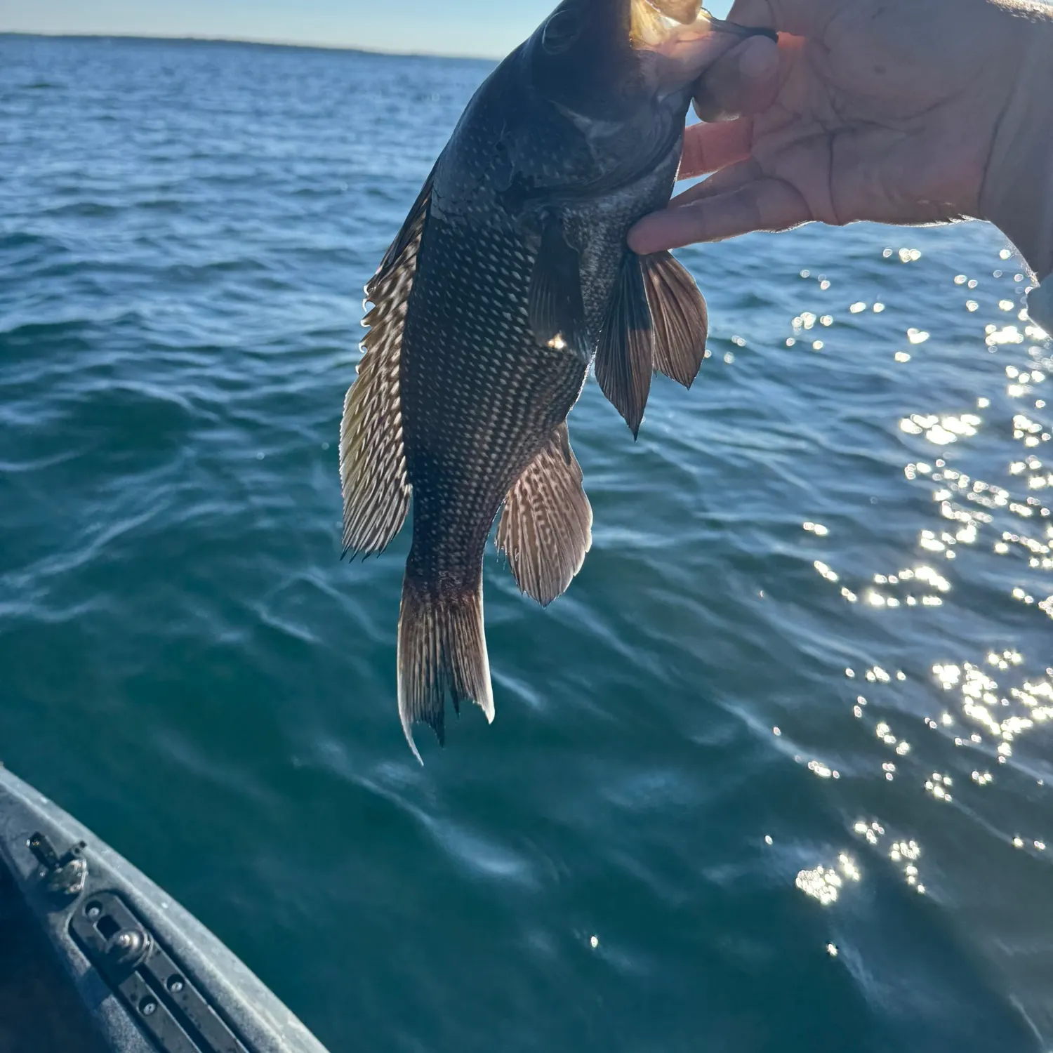 Black sea bass caught on Fishbrain