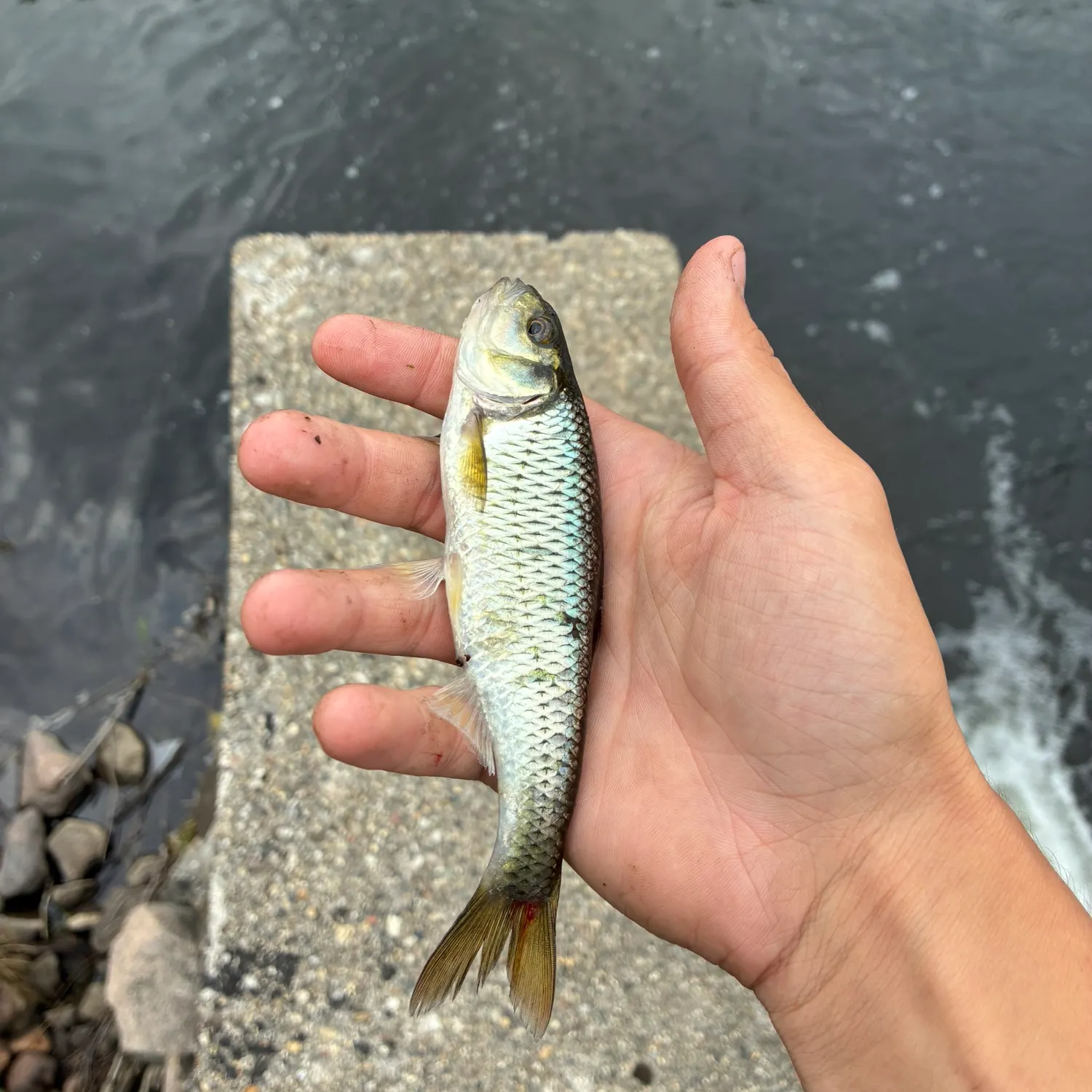 The most recent Common shiner catches on Fishbrain