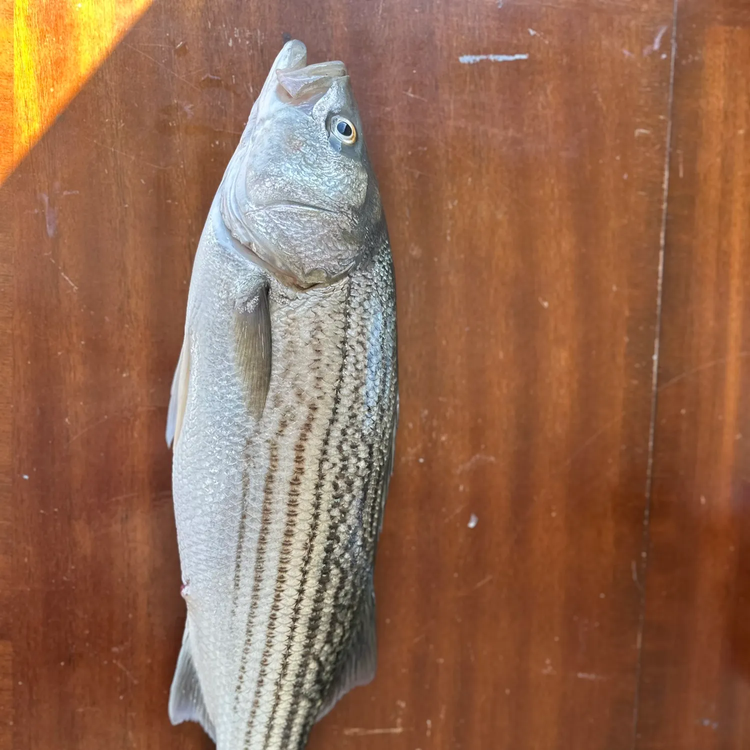 The most recent Striped bass catches on Fishbrain