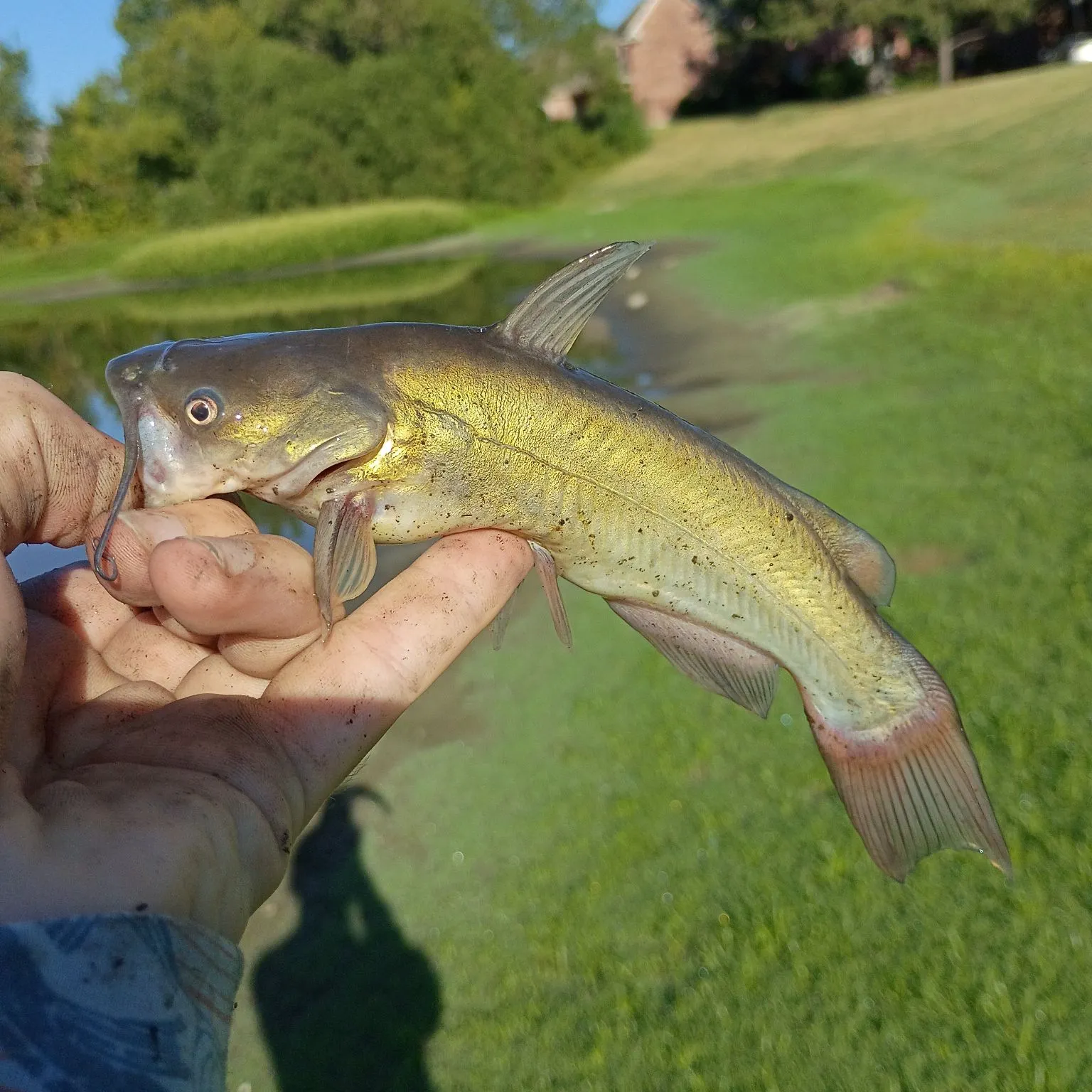 Black bullhead caught on Fishbrain
