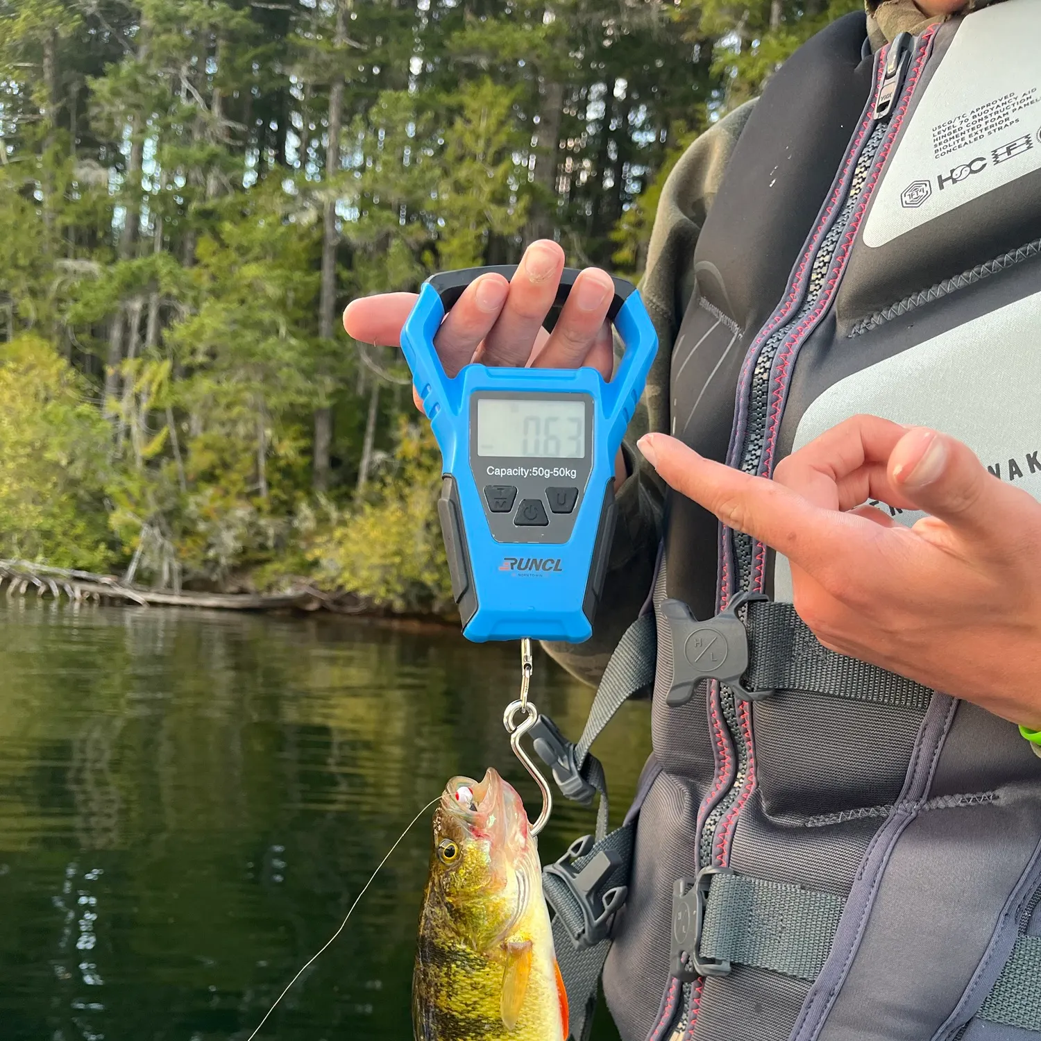 Yellow perch caught on Fishbrain