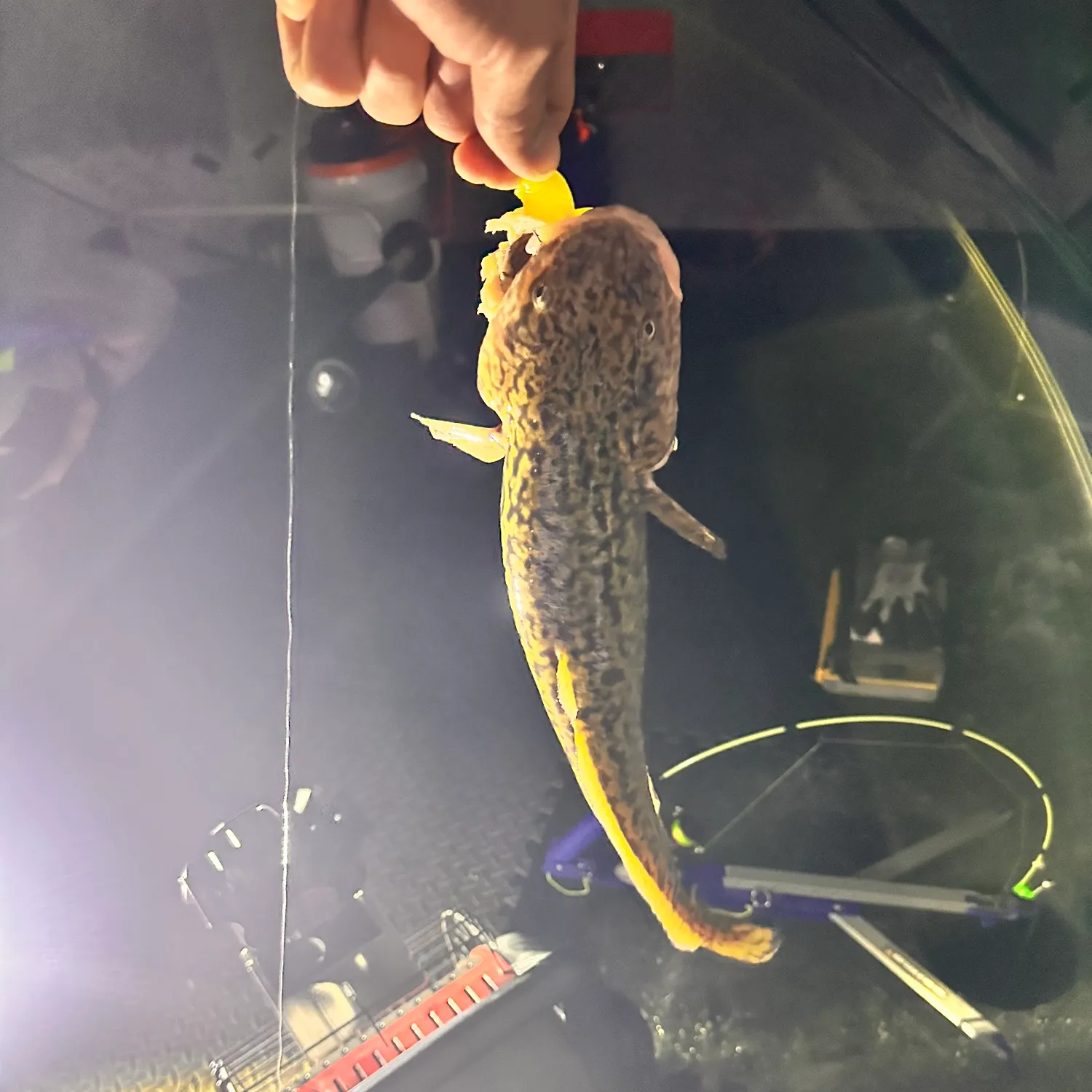 The most recent Burbot catches on Fishbrain