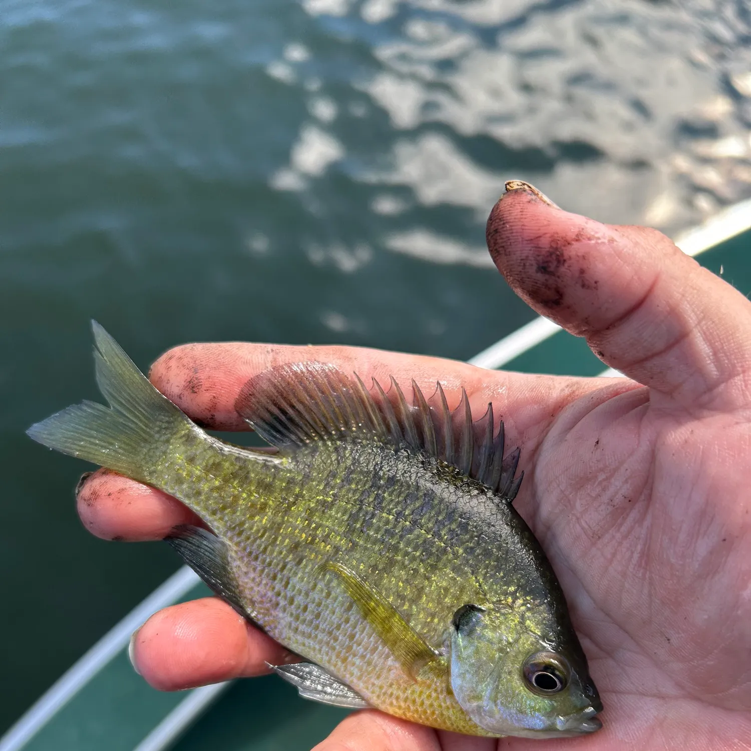 Bluegill caught on Fishbrain