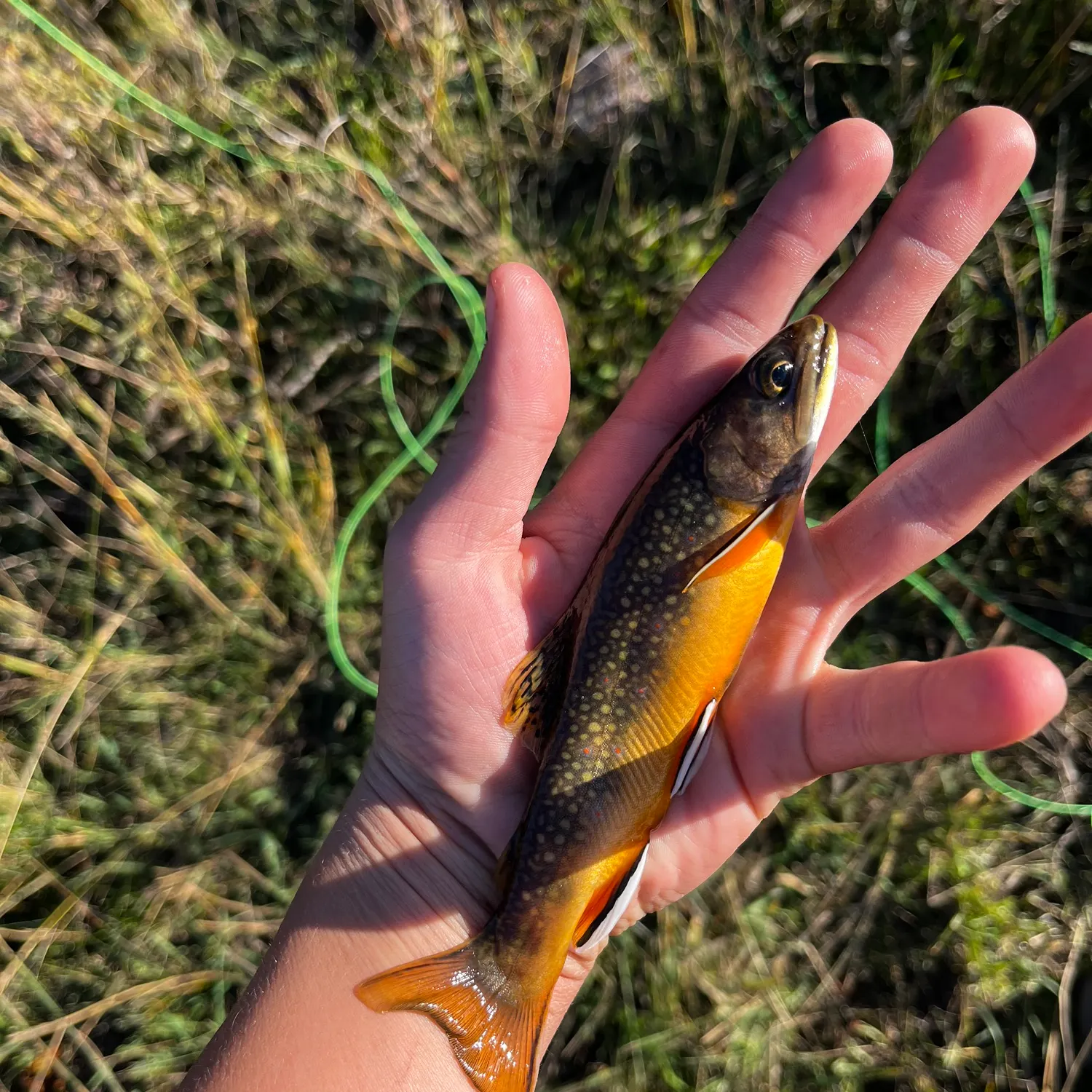 Brook trout caught on Fishbrain