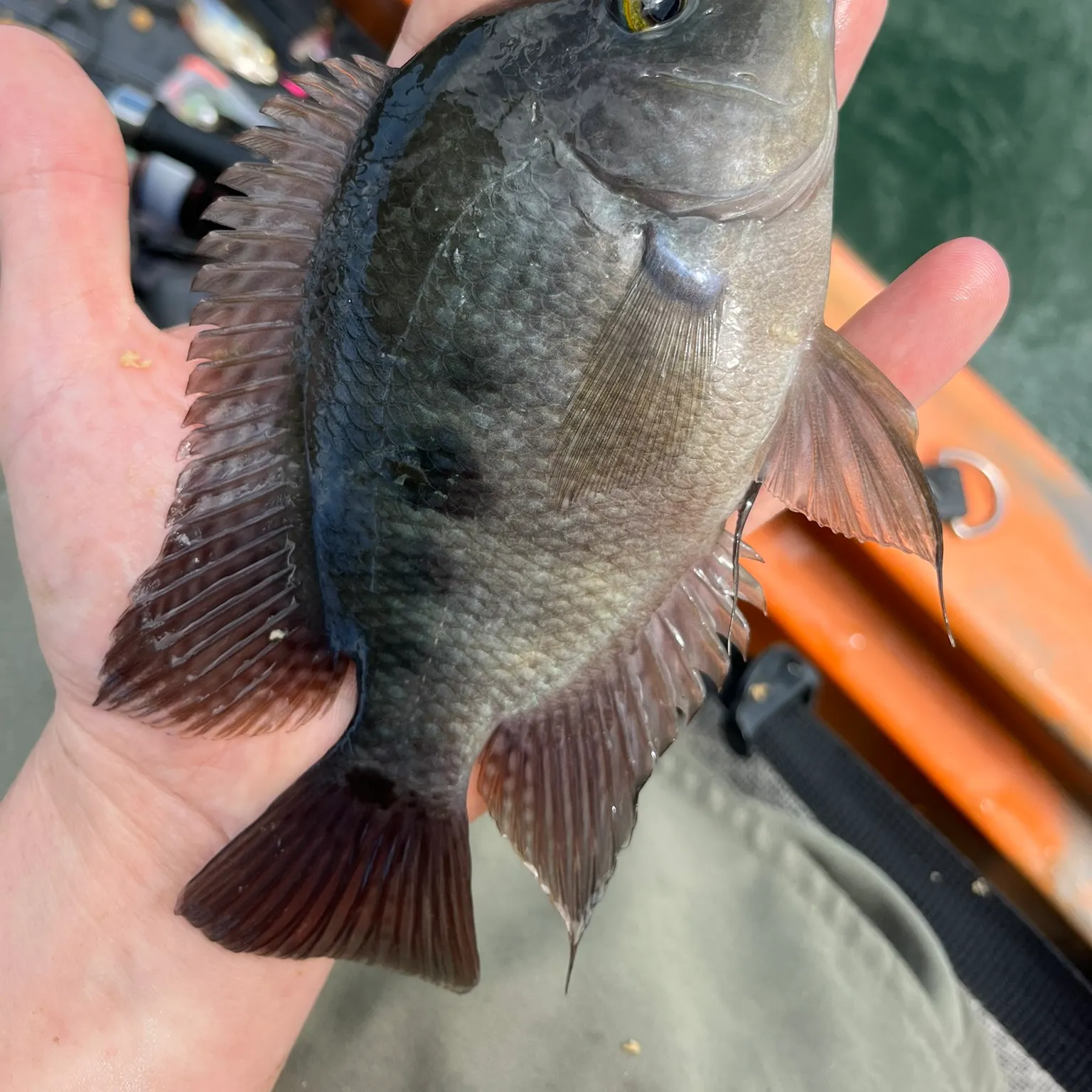 The most recent Midas cichlid catches on Fishbrain